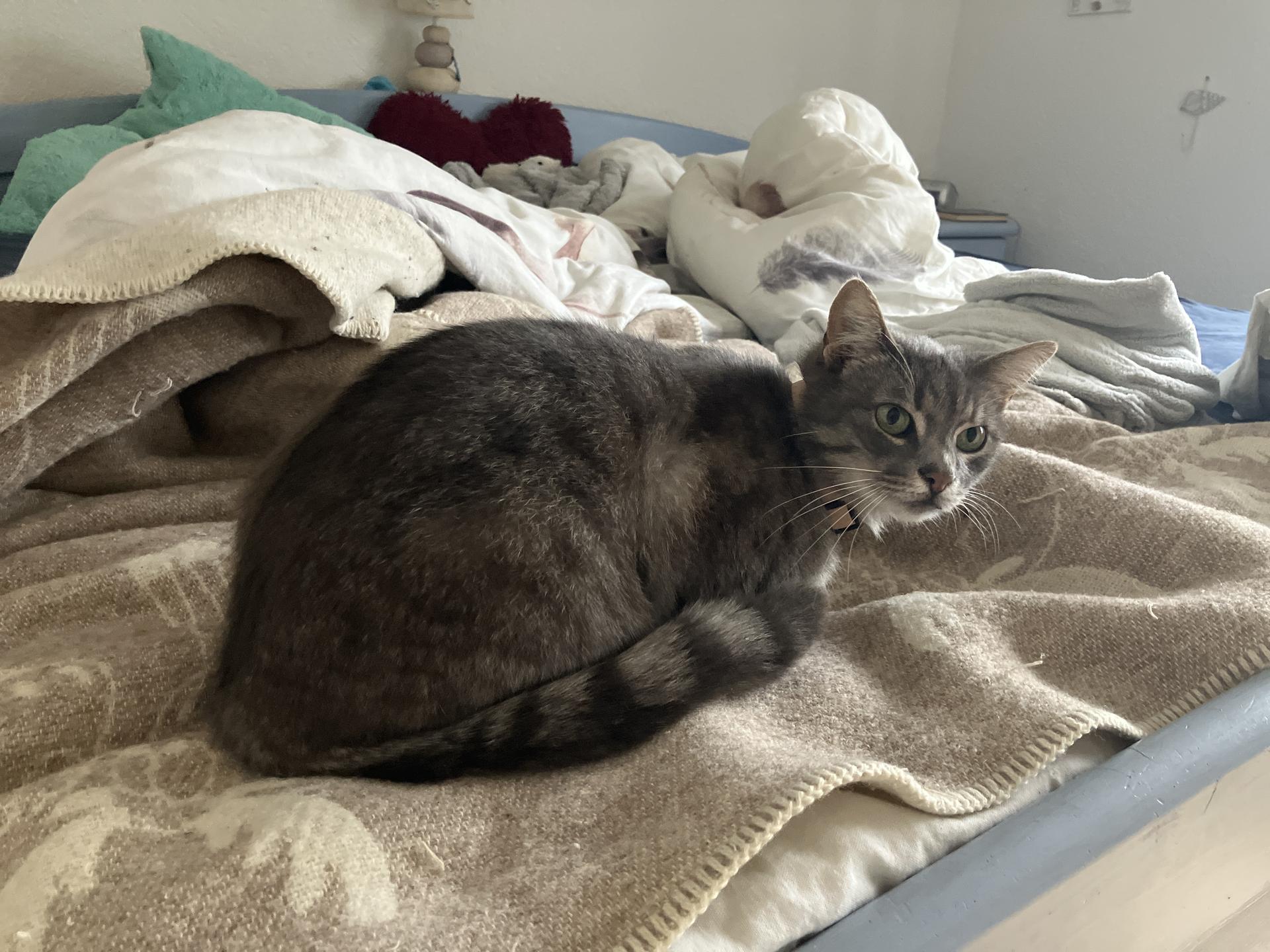 Ansicht 5 von Tierklinik am Scheibenberg