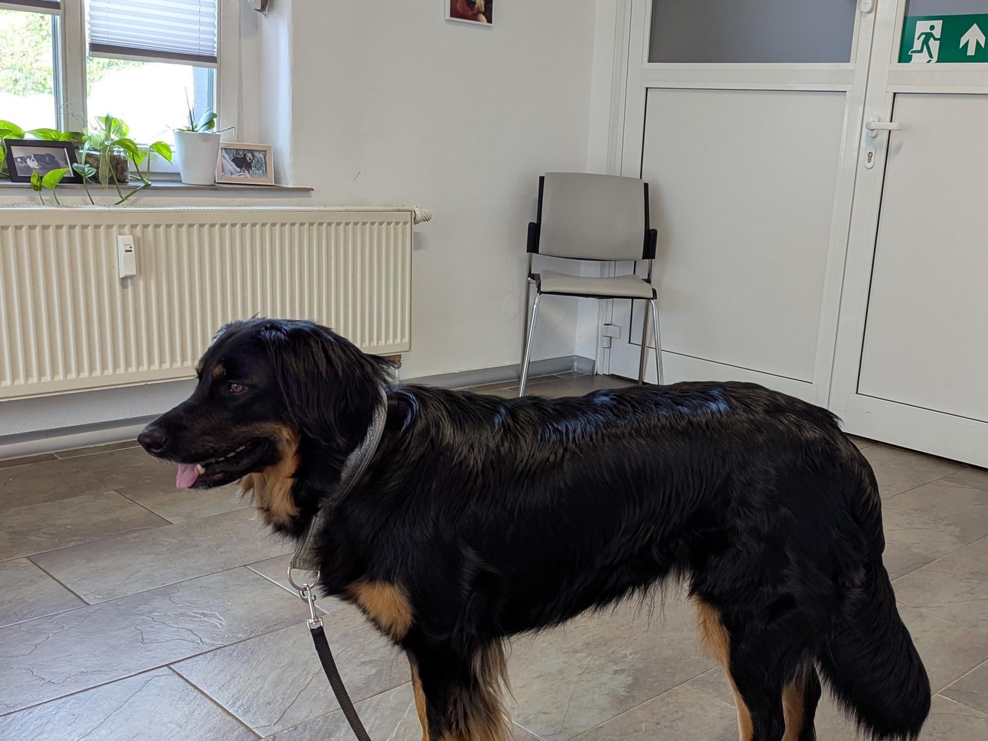 Ansicht 1 von Dr. Antje Trogisch, Fachtierärztin für Klein-und Heimtiere/ Kardiologie
