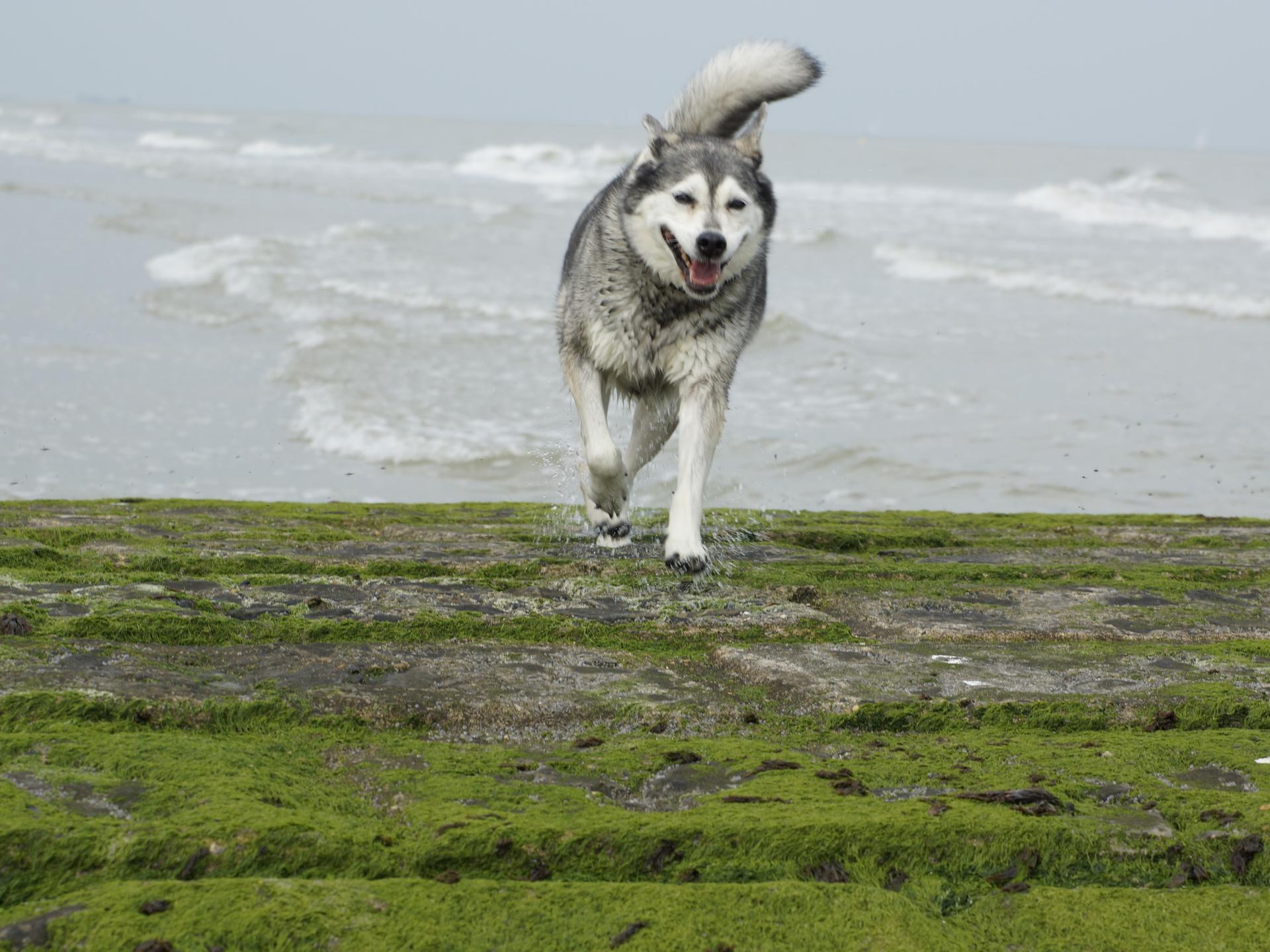 Ansicht 1 von Tierarztpraxis Pfahl-Kreis, pets-in-motion