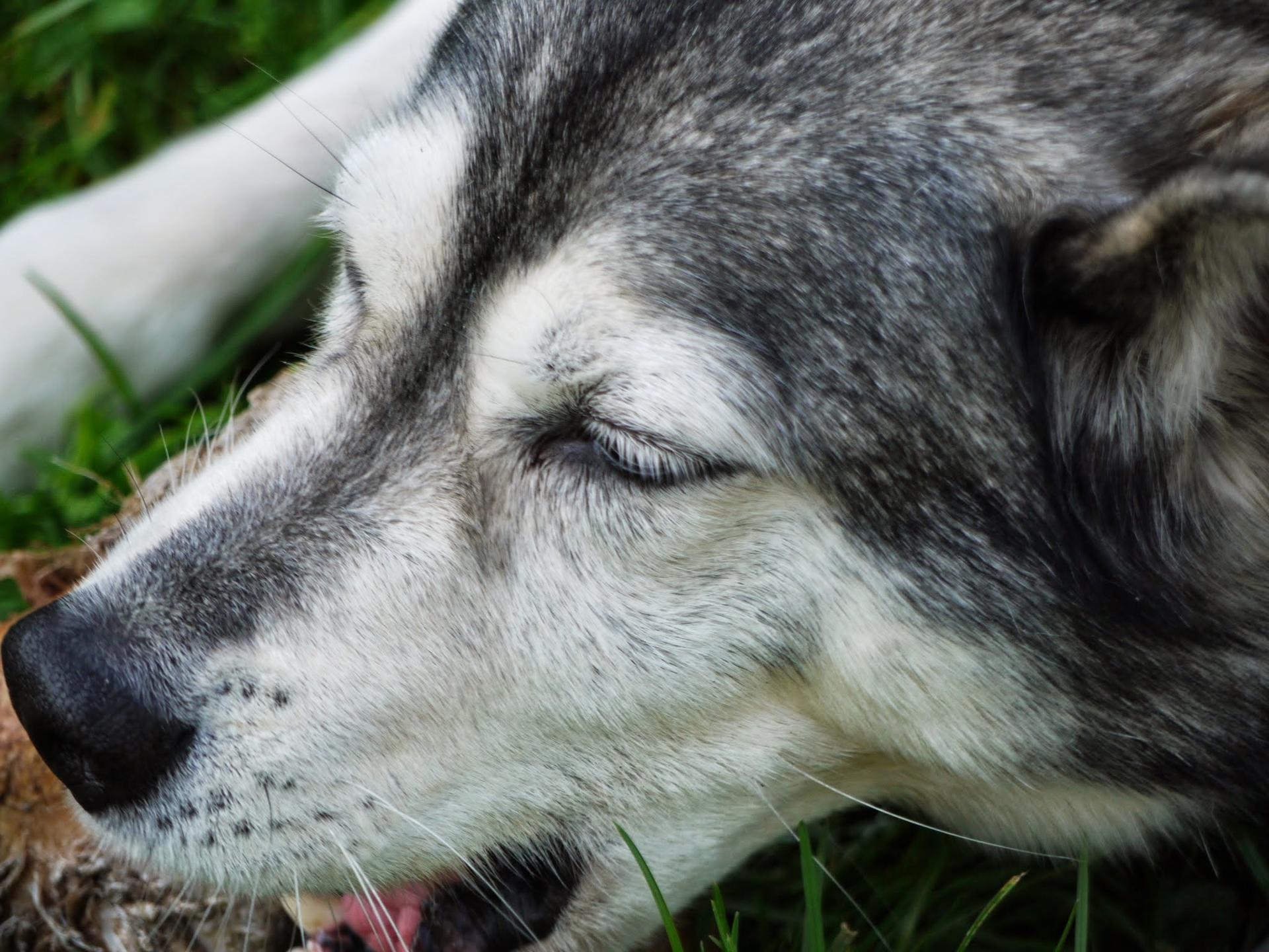 Ansicht 3 von Tierarztpraxis Pfahl-Kreis, pets-in-motion