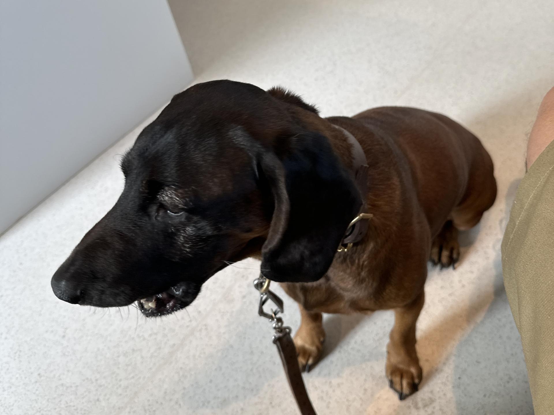 Ansicht 1 von Tierarztpraxis Dogs-Doc