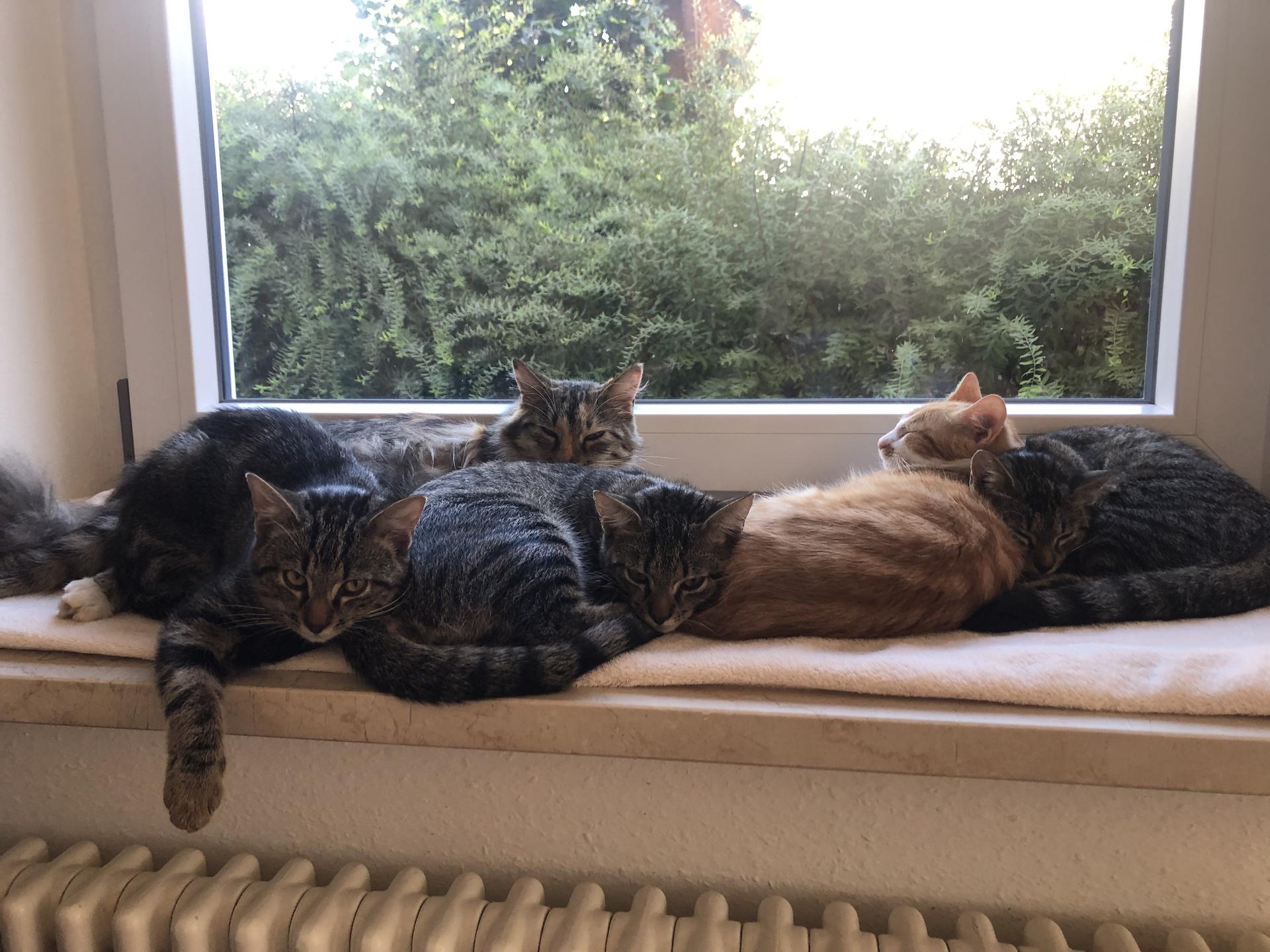 Ansicht 2 von Tierärztliche Gemeinschaftspraxis Schönau