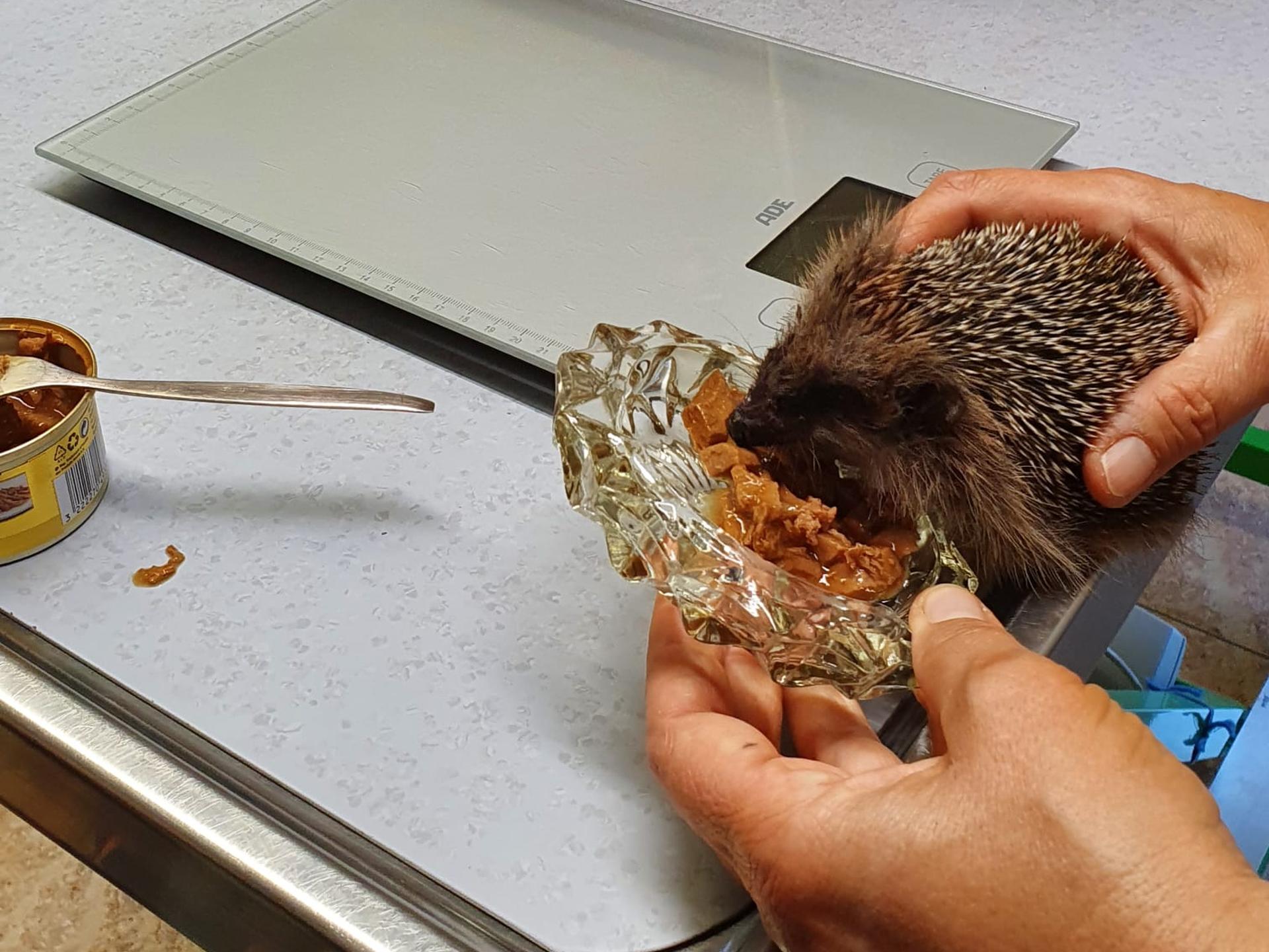 Ansicht 1 von Beatrice Blaurock Tierärztin