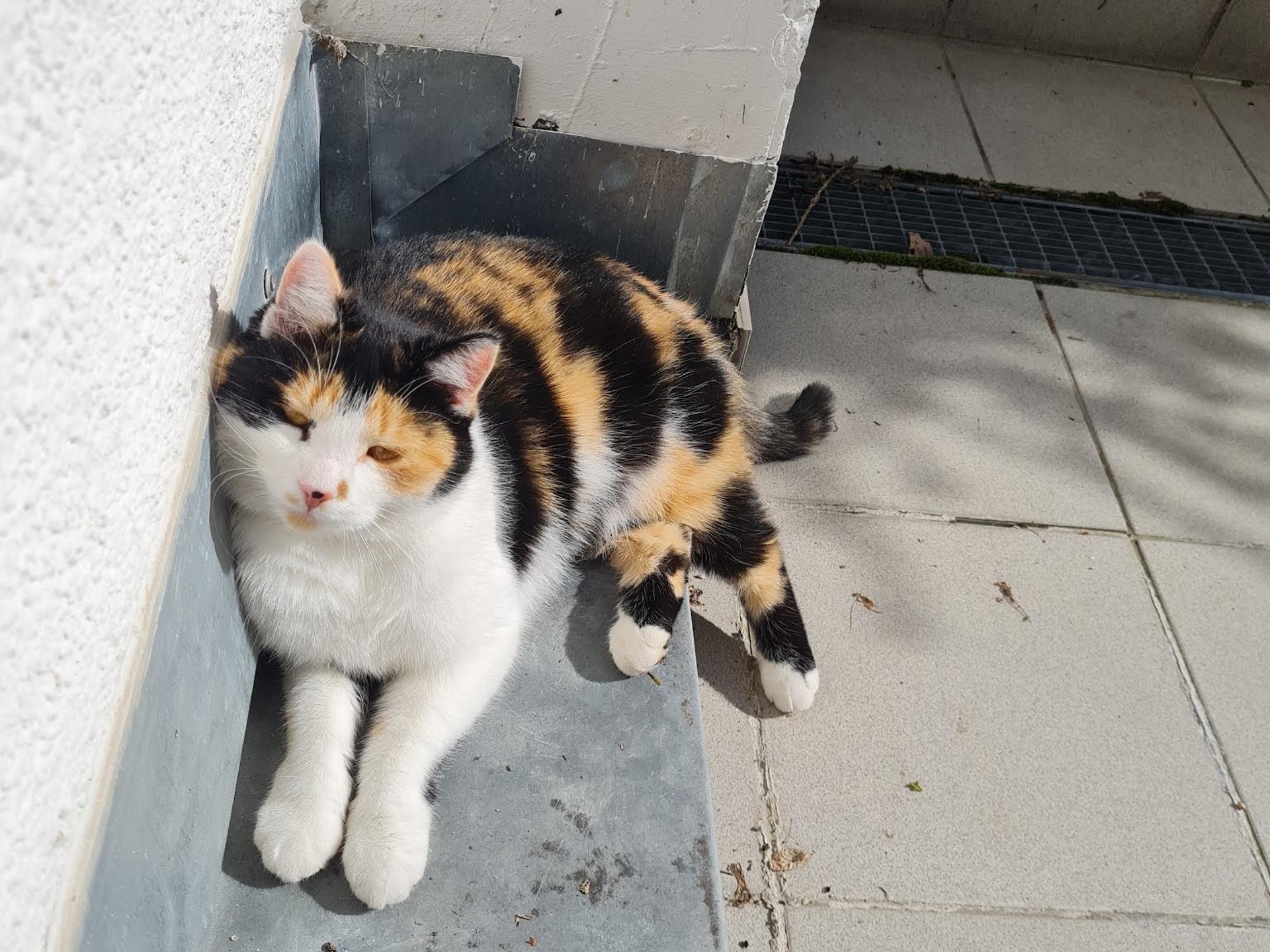 Ansicht 2 von Dr.med.vet. Franz Matheis Prakt.Tierarzt