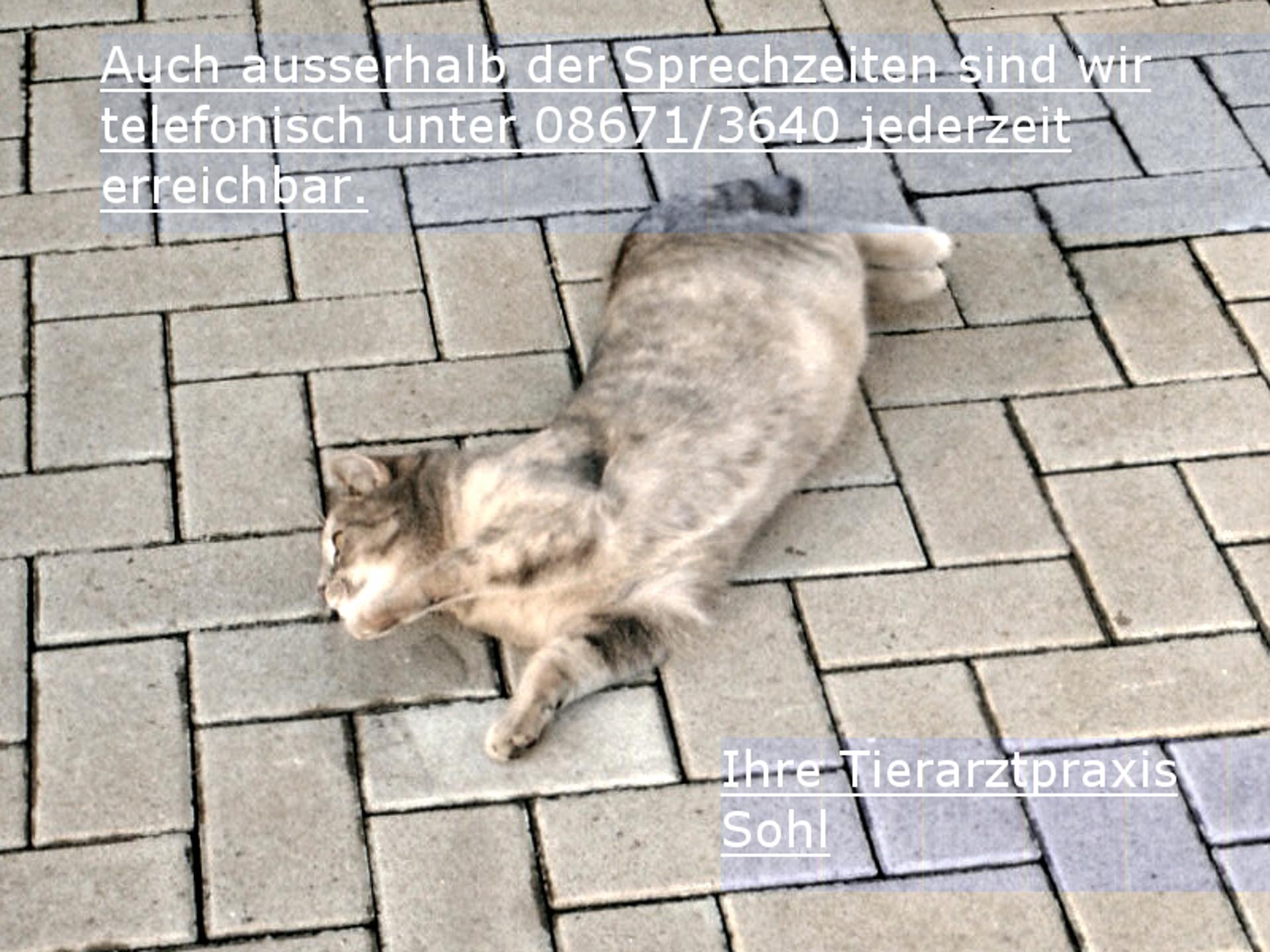 Ansicht 1 von Tierarztpraxis Robert Sohl