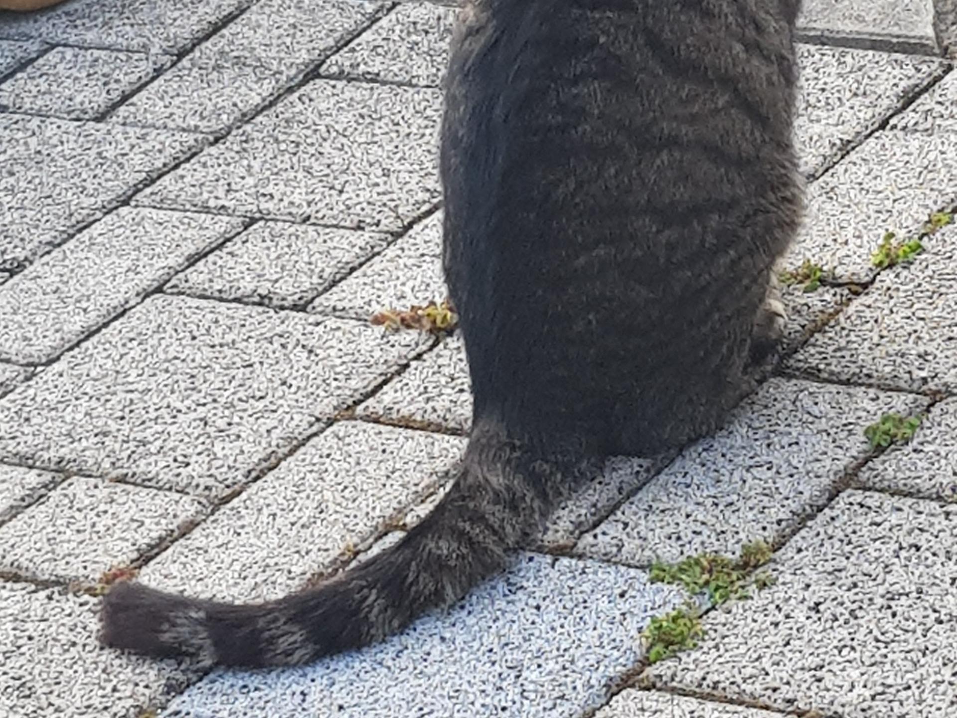 View 3 of Dr.med.vet. Arnim Stooss Tierarzt