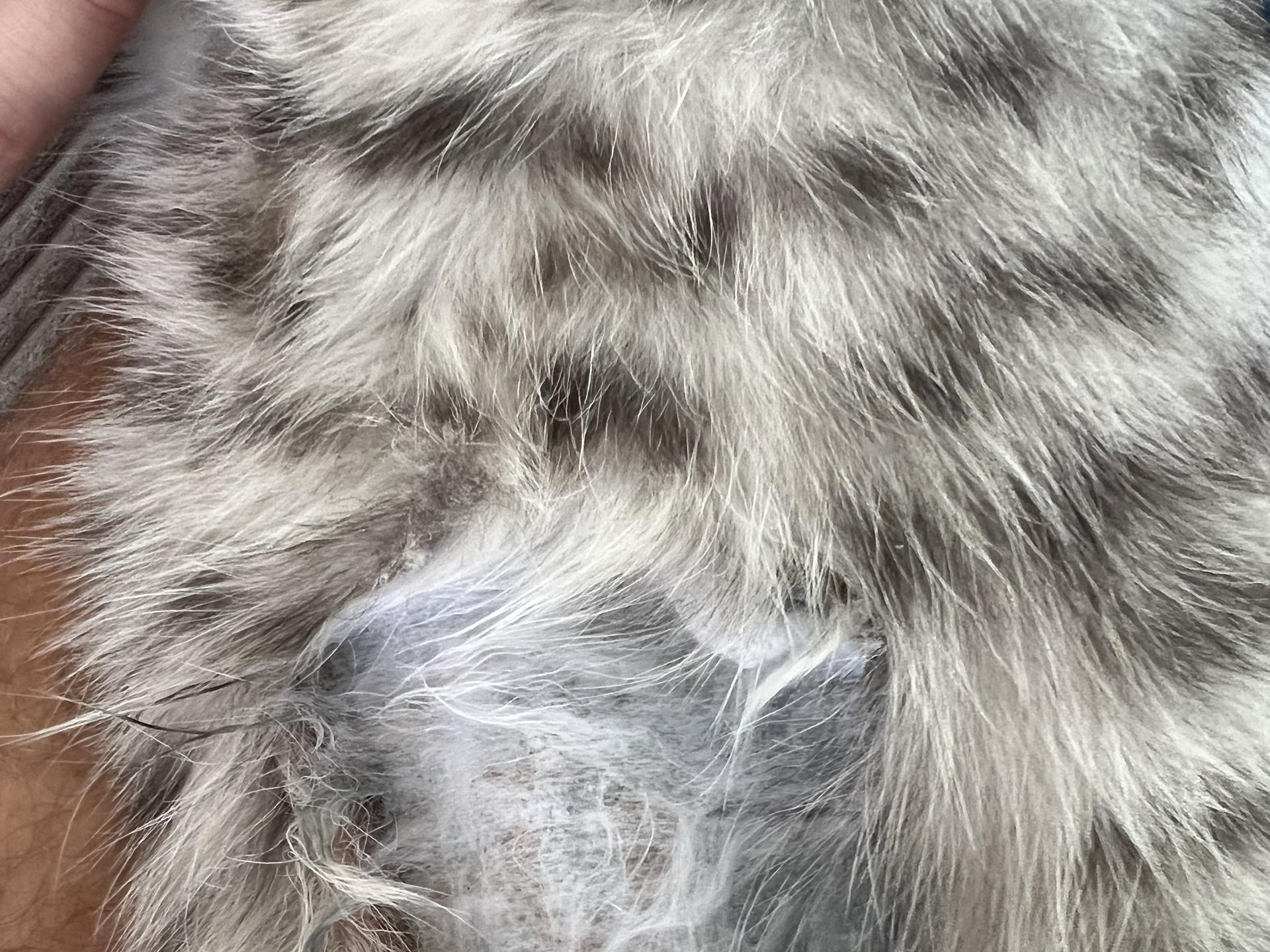 Ansicht 3 von Tierärztin Dr. med. vet. Elena Klein-Chirca