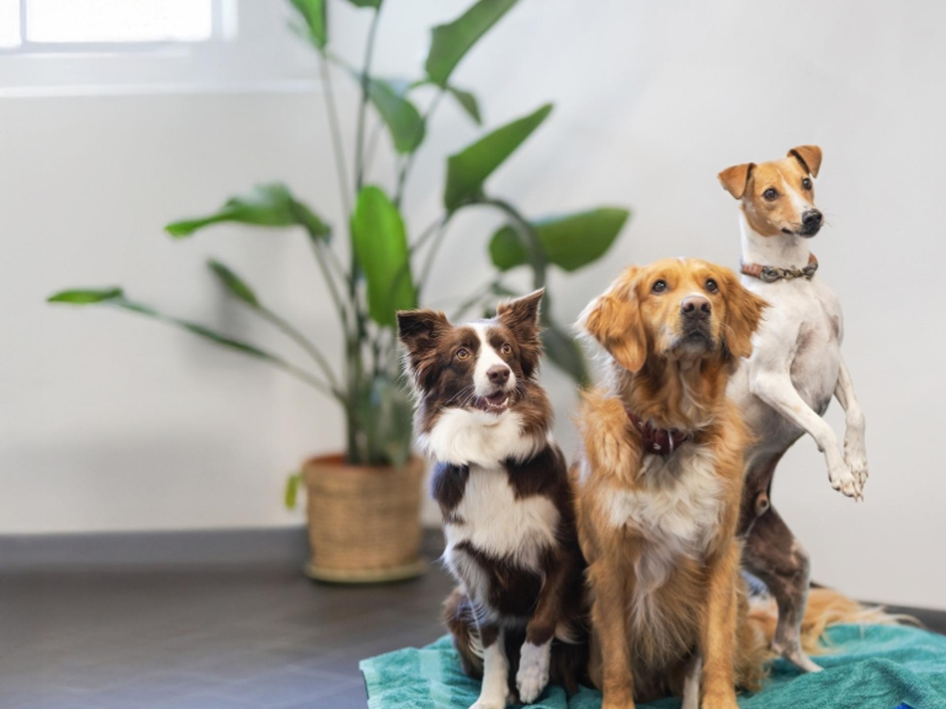 Ansicht 1 von Zentrum für ganzheitliche Tiergesundheit, Tierarzt Gevelsberg