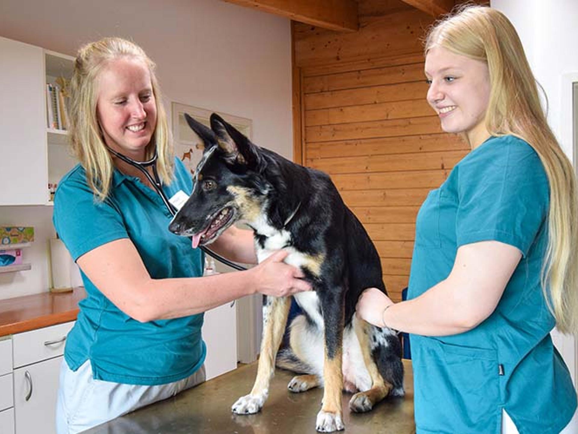 Ansicht 2 von Zentrum für ganzheitliche Tiergesundheit, Tierarzt Gevelsberg