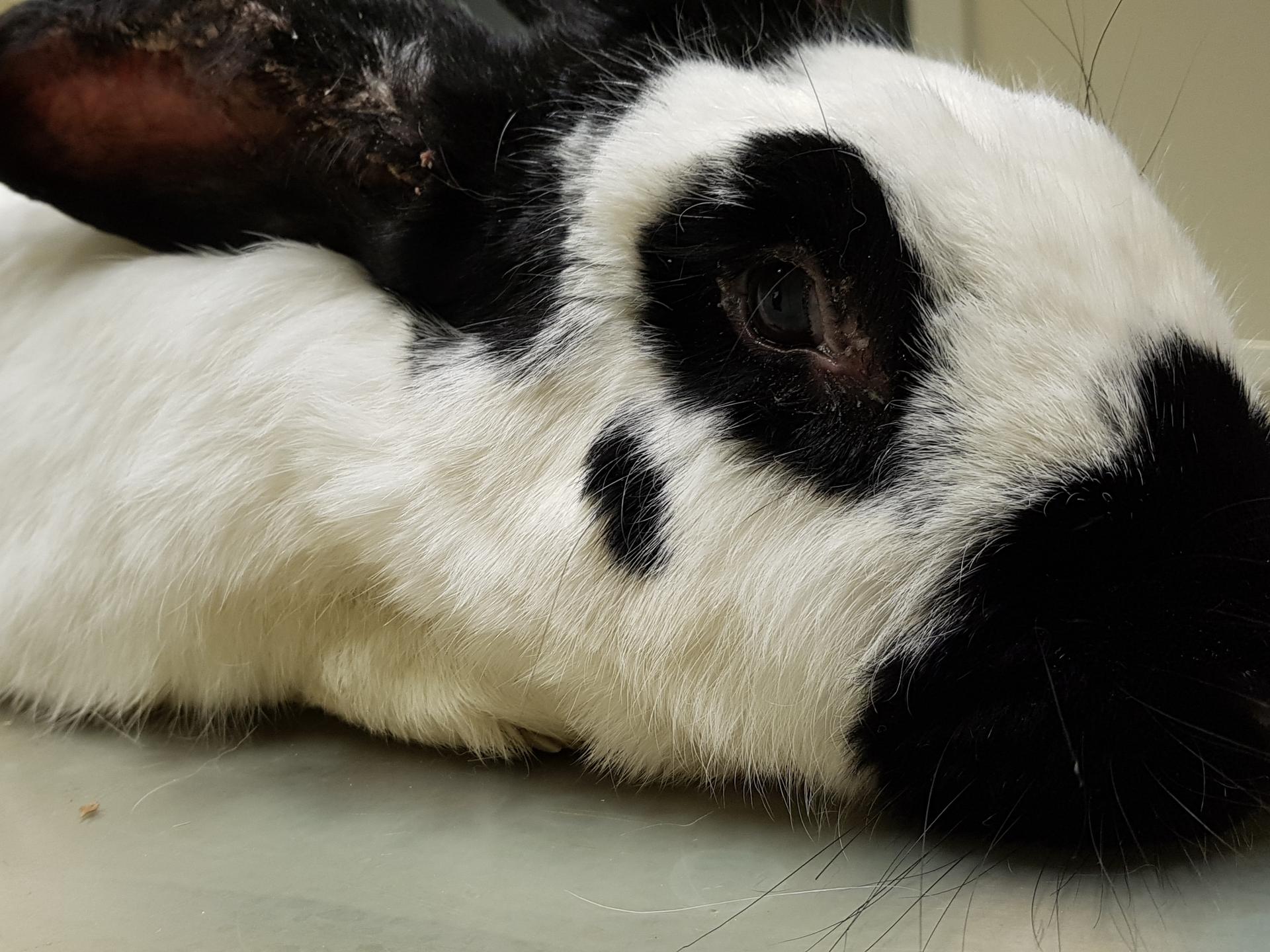 Ansicht 1 von Tierärztliche Praxis Susanne Fügen