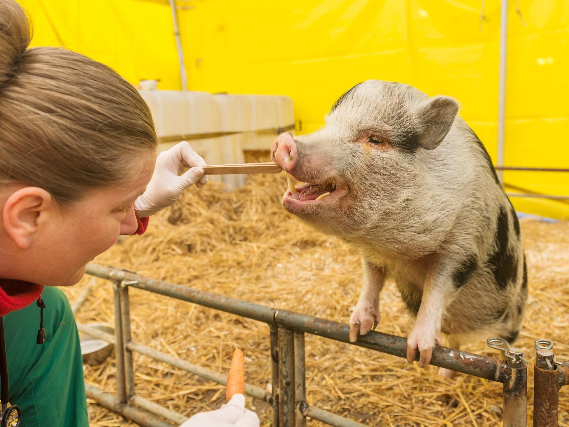 Ansicht 2 von Tierarztpraxis Klein Mexiko