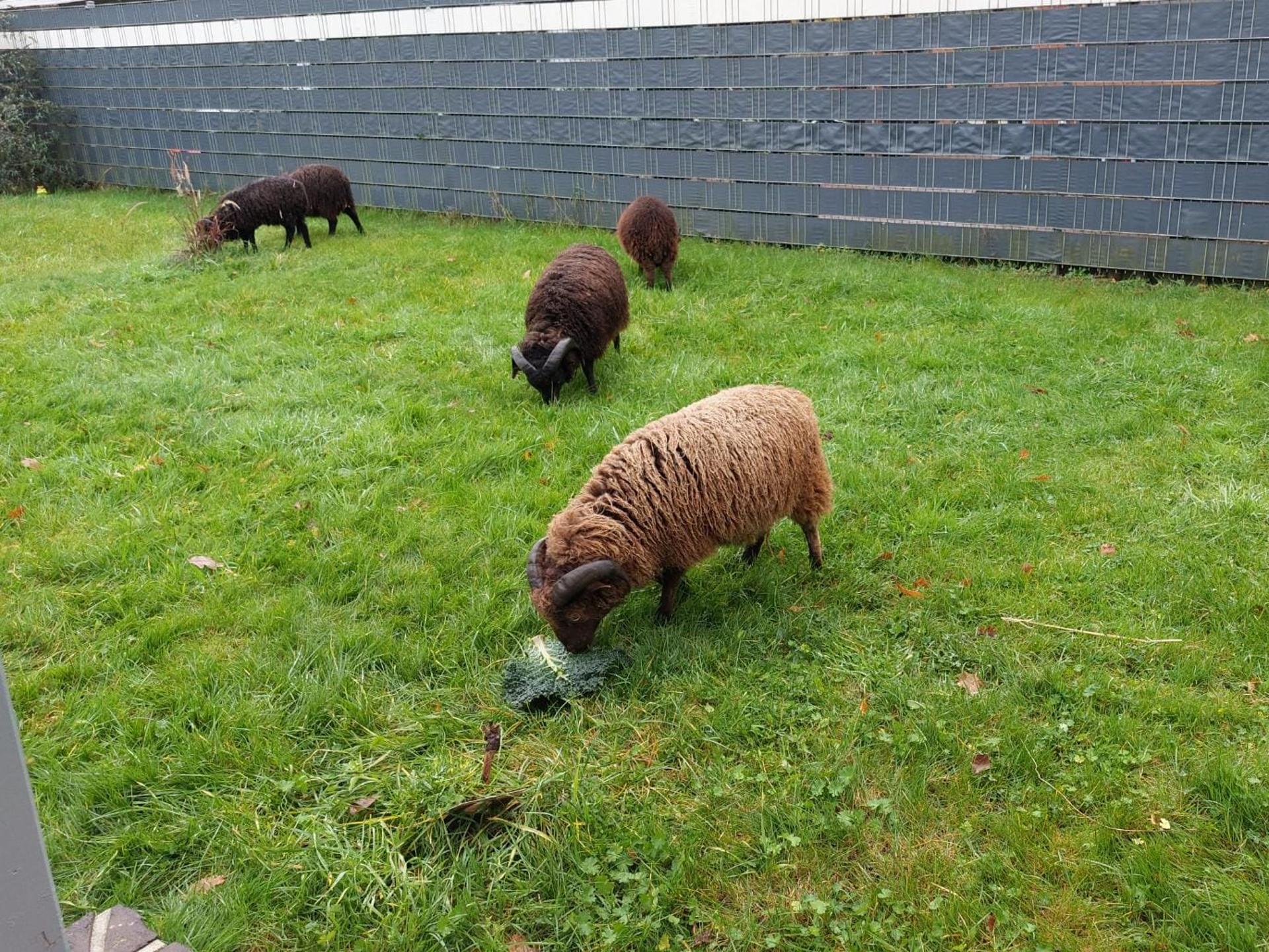 Ansicht 1 von Veterinärgemeinschaft Papenburg (Großtierpraxis)