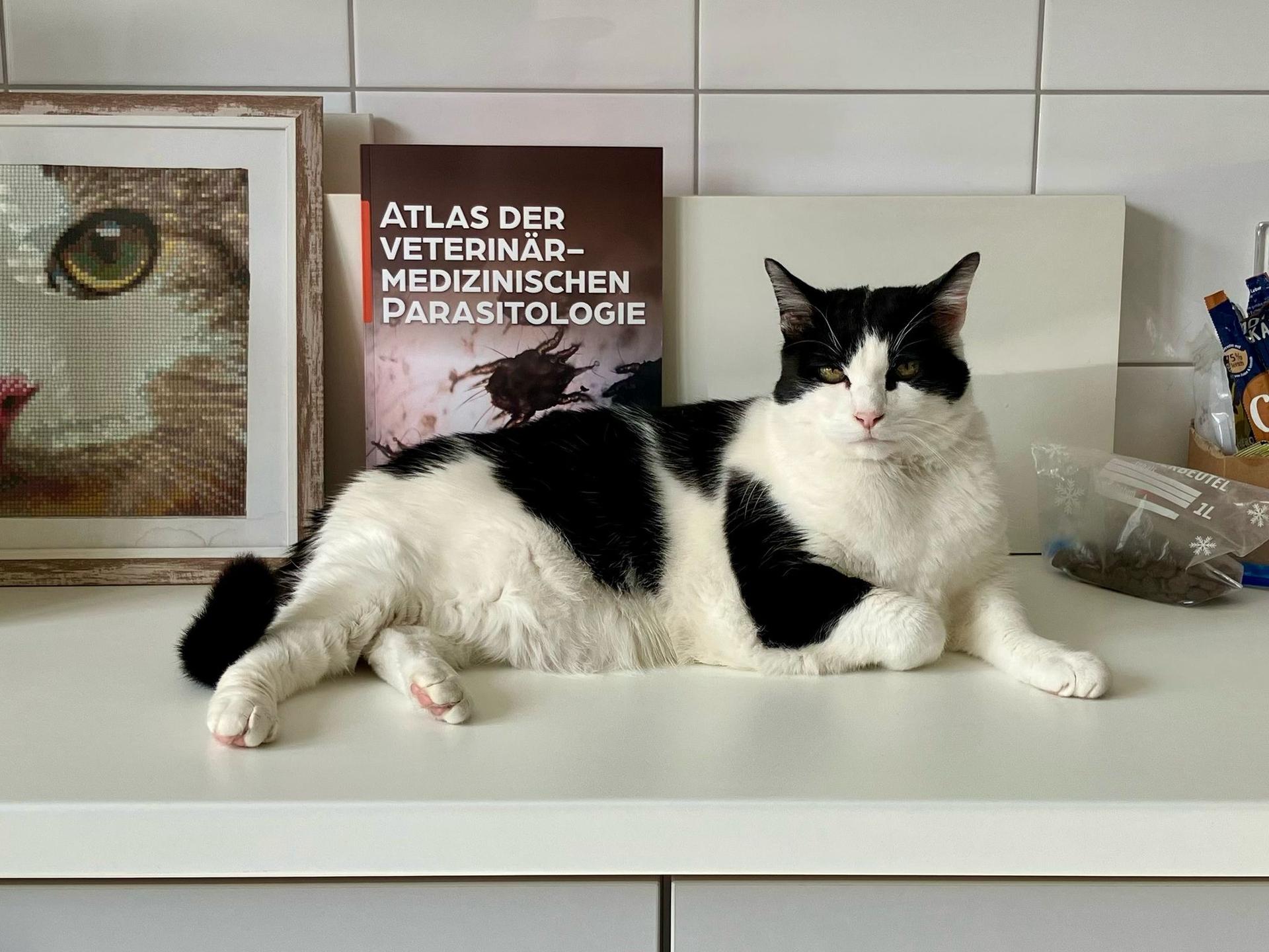 Ansicht 2 von Mybestfriend Tierarztpraxis