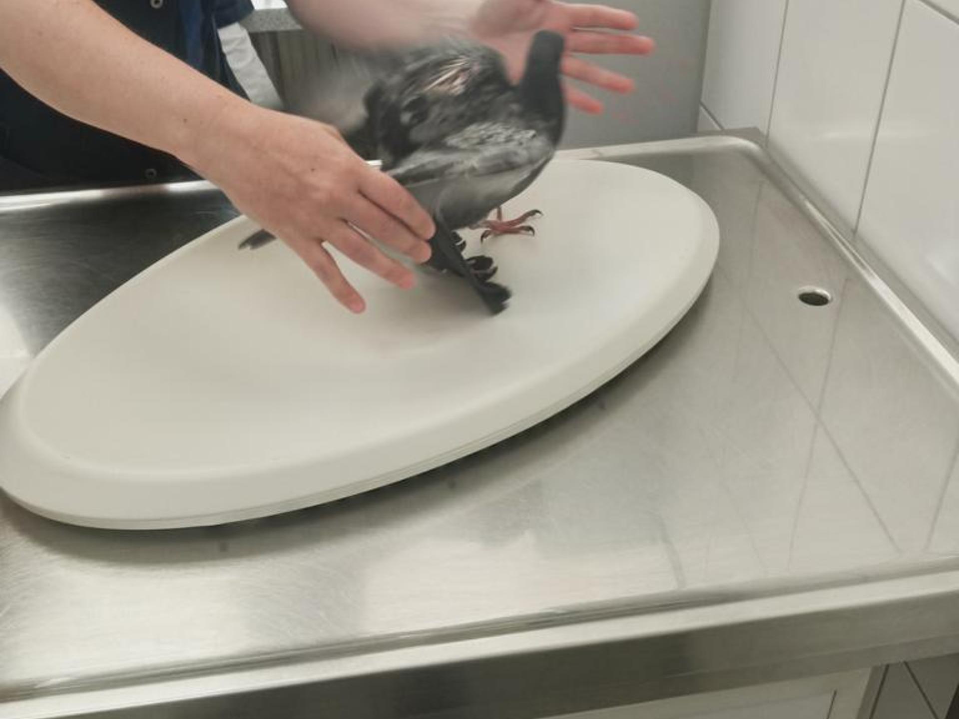 Ansicht 1 von Tierklinik Krauß