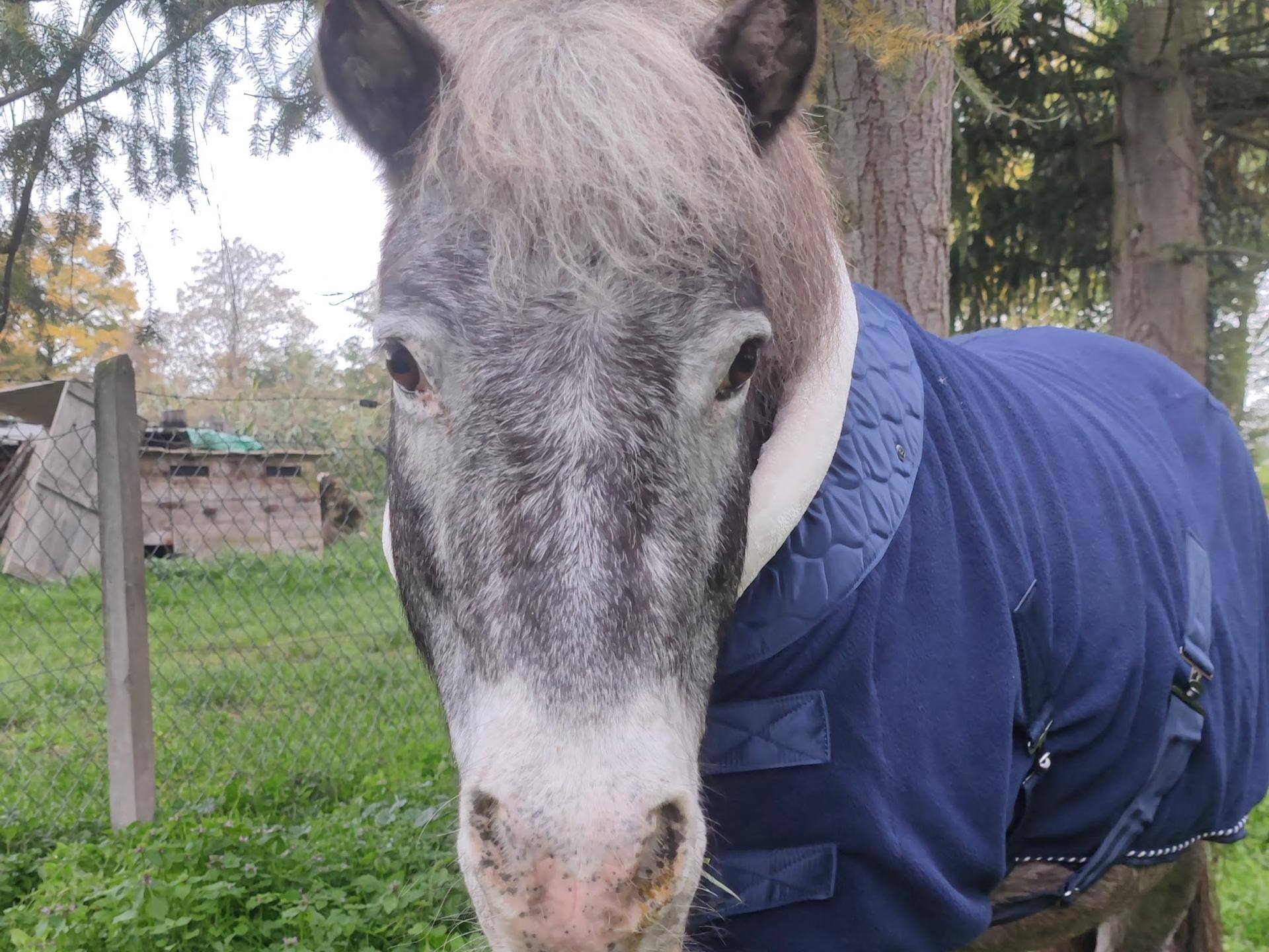 Ansicht 2 von Stephansmühle - Medizinisches Pferdezentrum Tierärzte Partnerschaft mbB