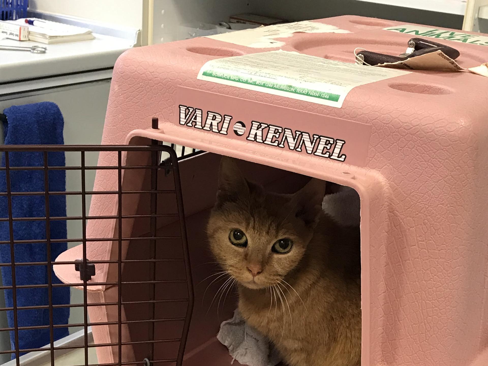 Ansicht 5 von Tierklinik Kalbach - Fachklinik für Kleintiere Frankfurt