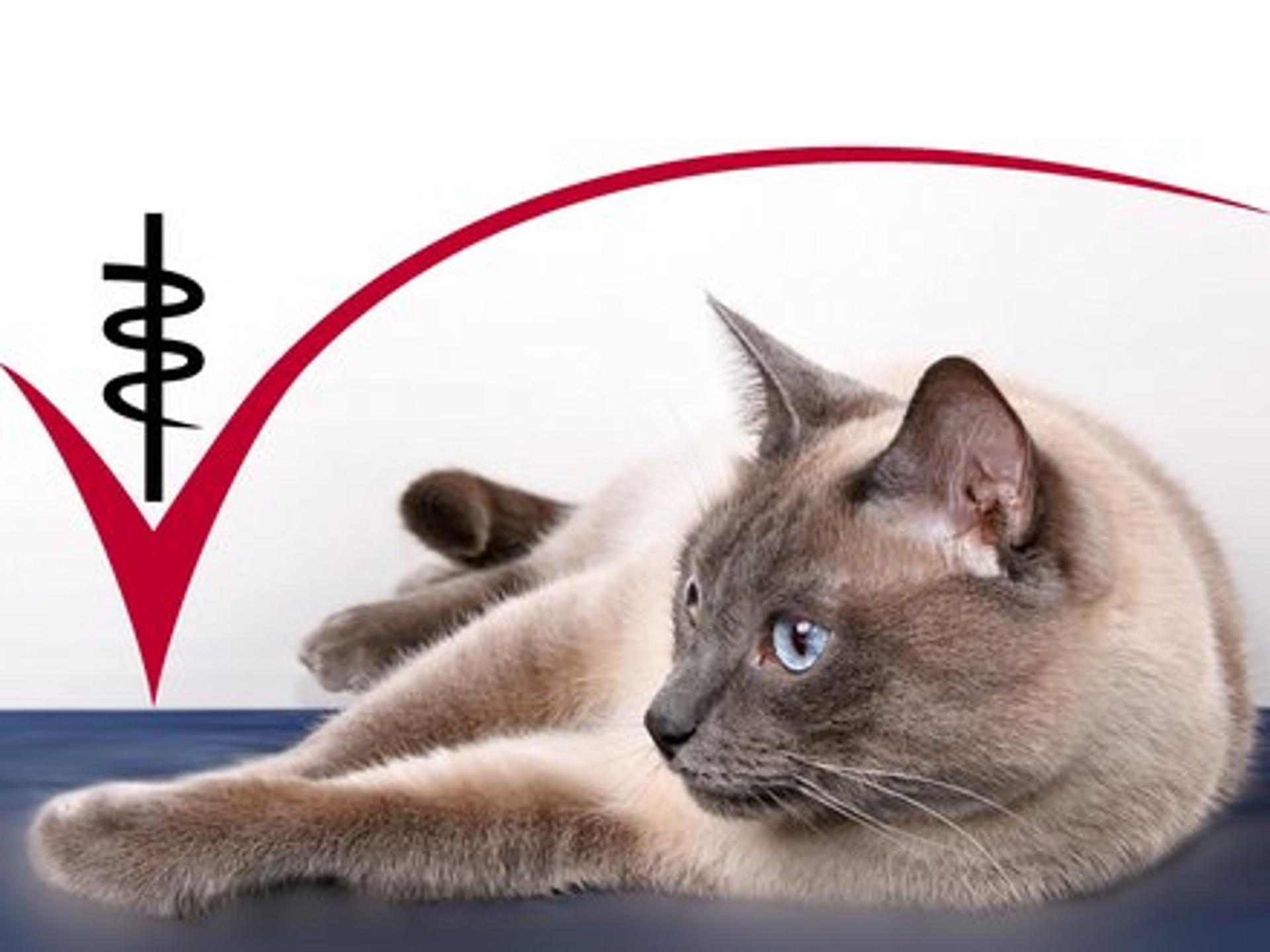 Ansicht 1 von Tierärztliche Praxis für Klein- und Heimtiere, Ute Lipka