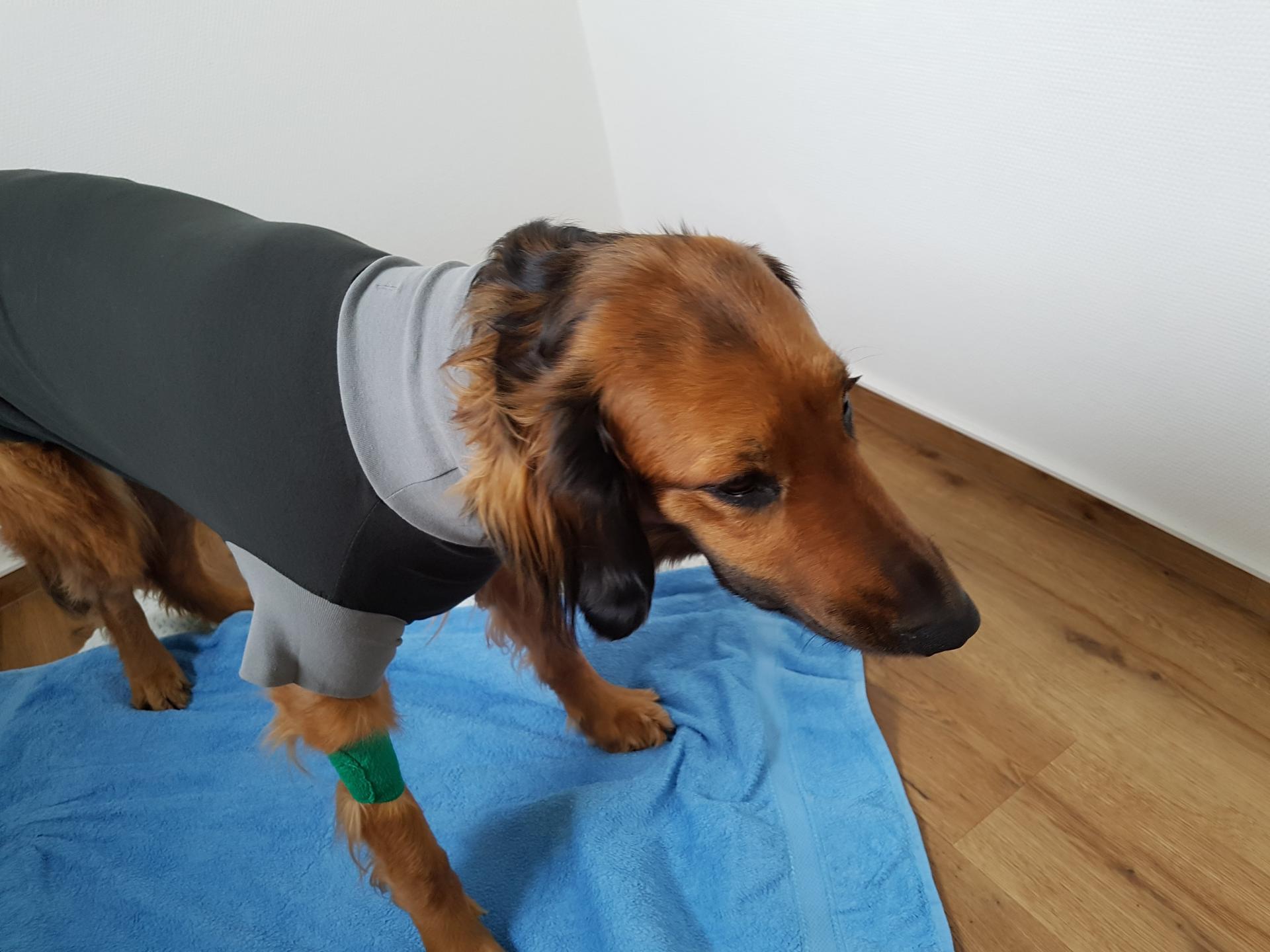 Ansicht 1 von Kleintierpraxis Peckelsheim, prakt. Tierarzt Dirk Koch