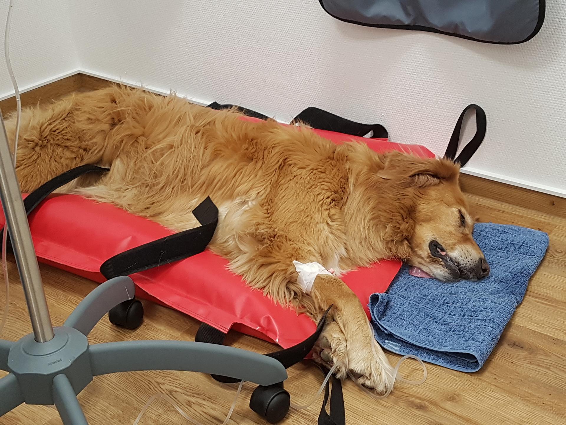 Ansicht 3 von Kleintierpraxis Peckelsheim, prakt. Tierarzt Dirk Koch