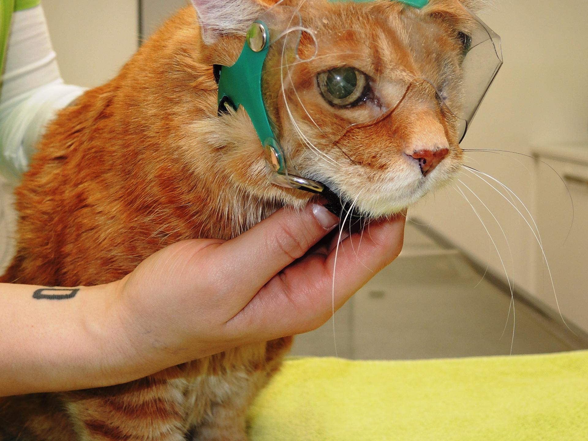 Ansicht 5 von Tierärztliche Spezialpraxis für Augenheilkunde - Dr. Anja Engelhardt