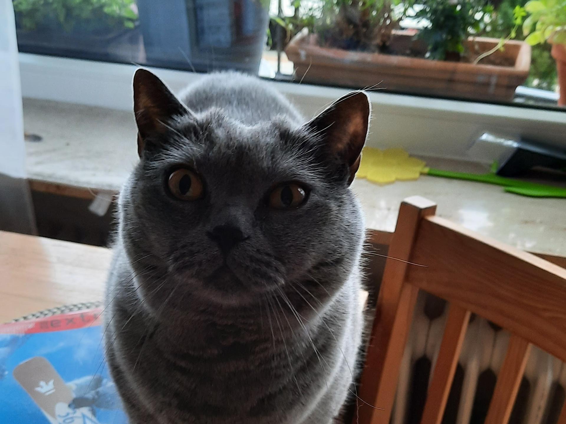 Ansicht 4 von Dr.med.vet. Antje Zeller Tierärztin