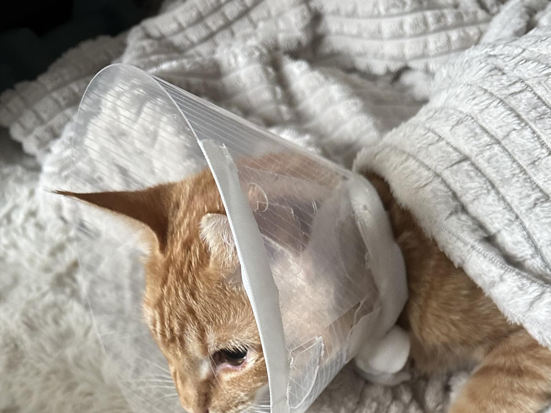 Ansicht 1 von felmo Mobiler Tierarzt Hamburg