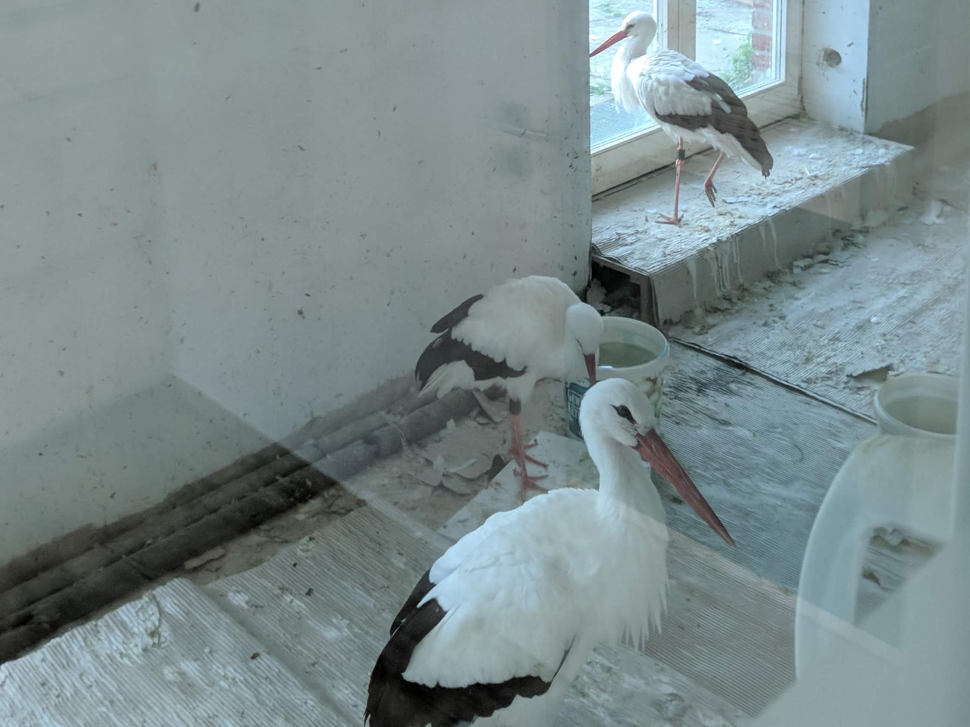Ansicht 3 von Kleintierpraxis in der Storchenstation Dr. Birge Herkt