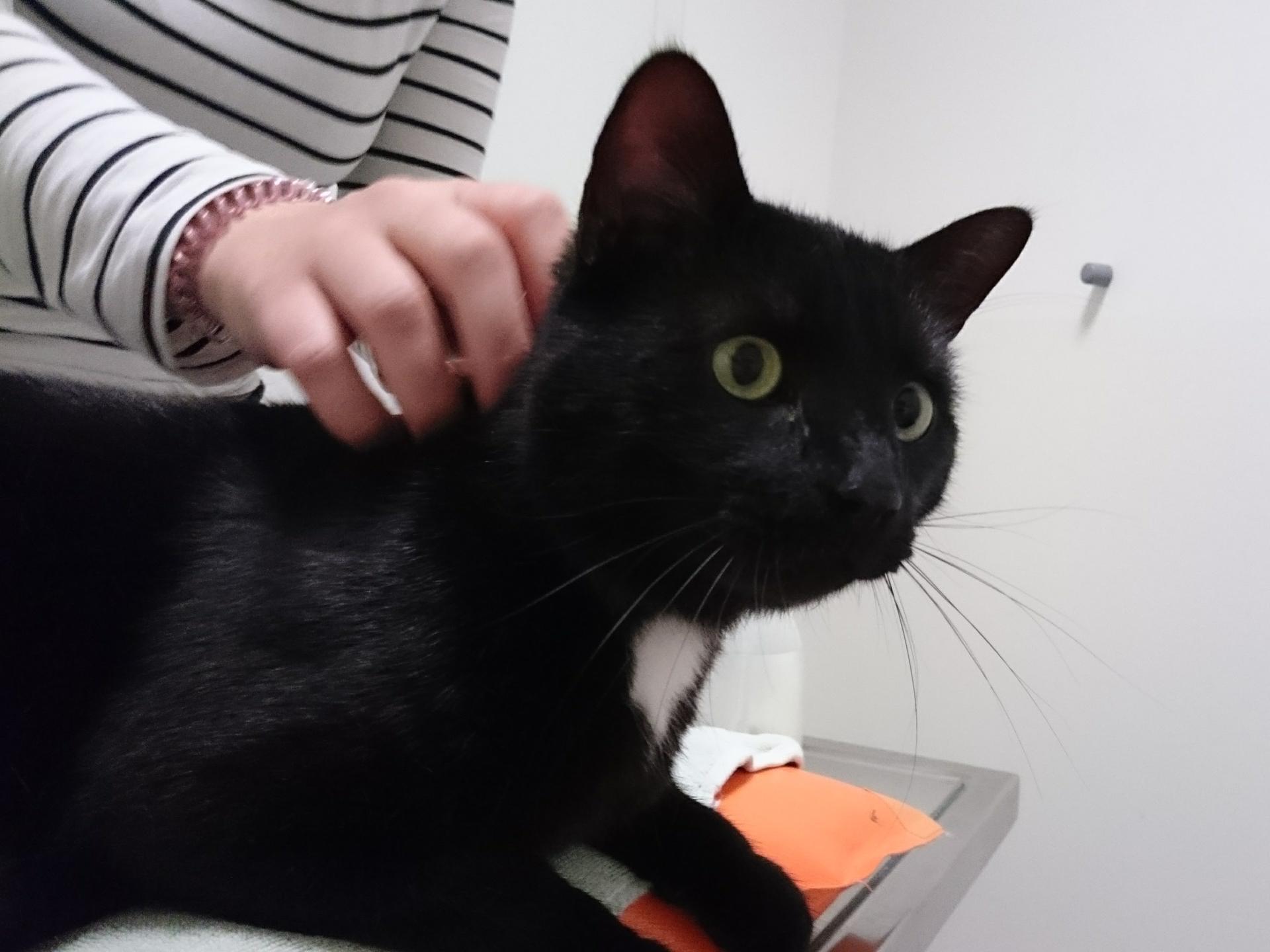Ansicht 1 von Tierärztliche Praxis für Kleintiere Dr. med. vet. Uwe Reinhard