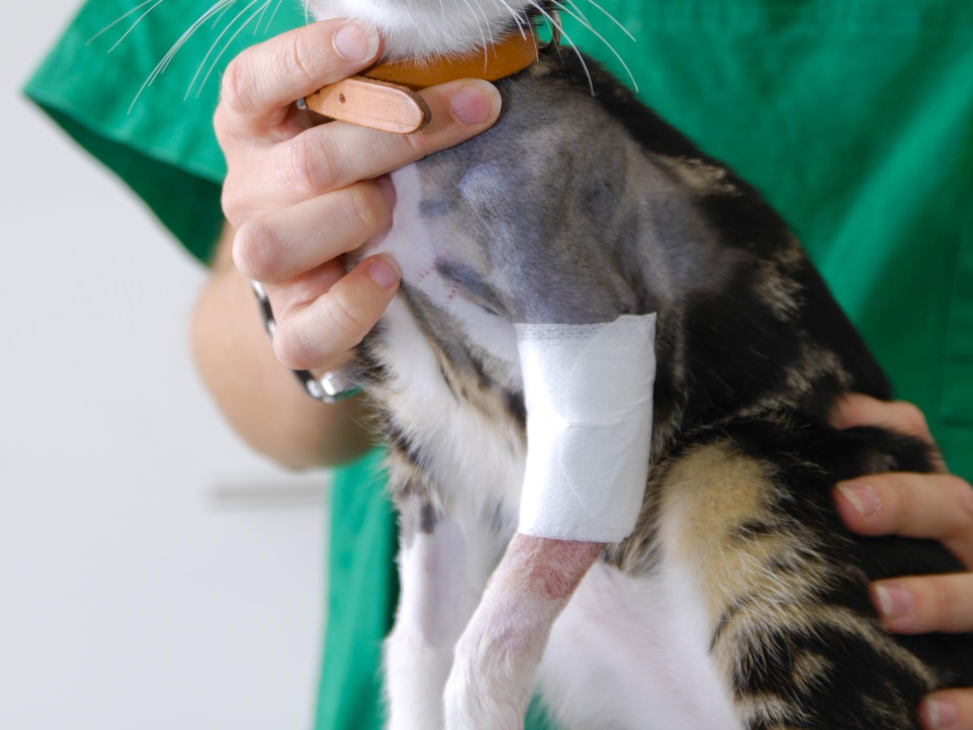 Ansicht 2 von Tierärztliche Praxis für Kleintiere Dr. med. vet. Uwe Reinhard