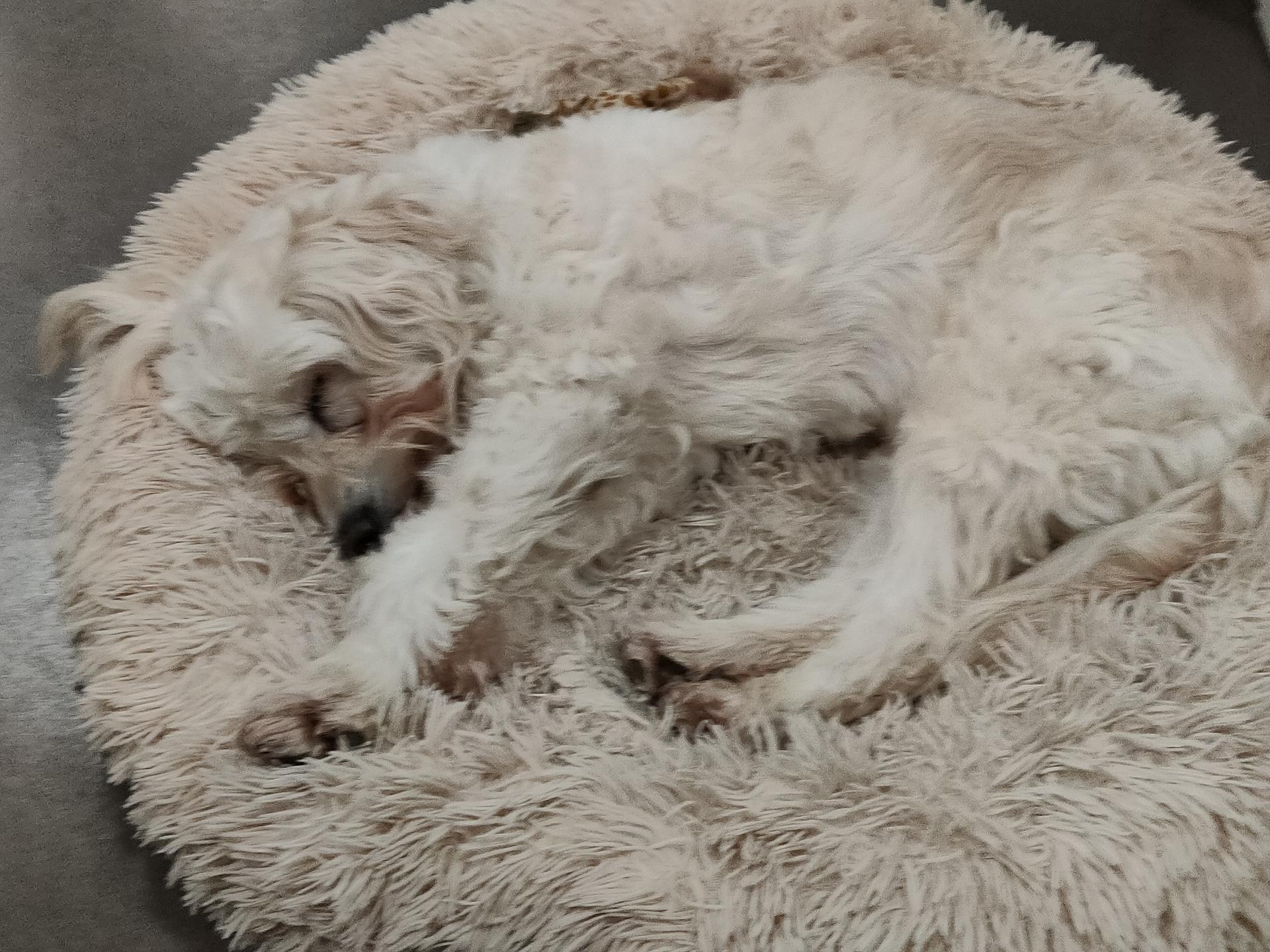 Ansicht 1 von Tierärztin Monika Bethke, Hunde-Darmcheck