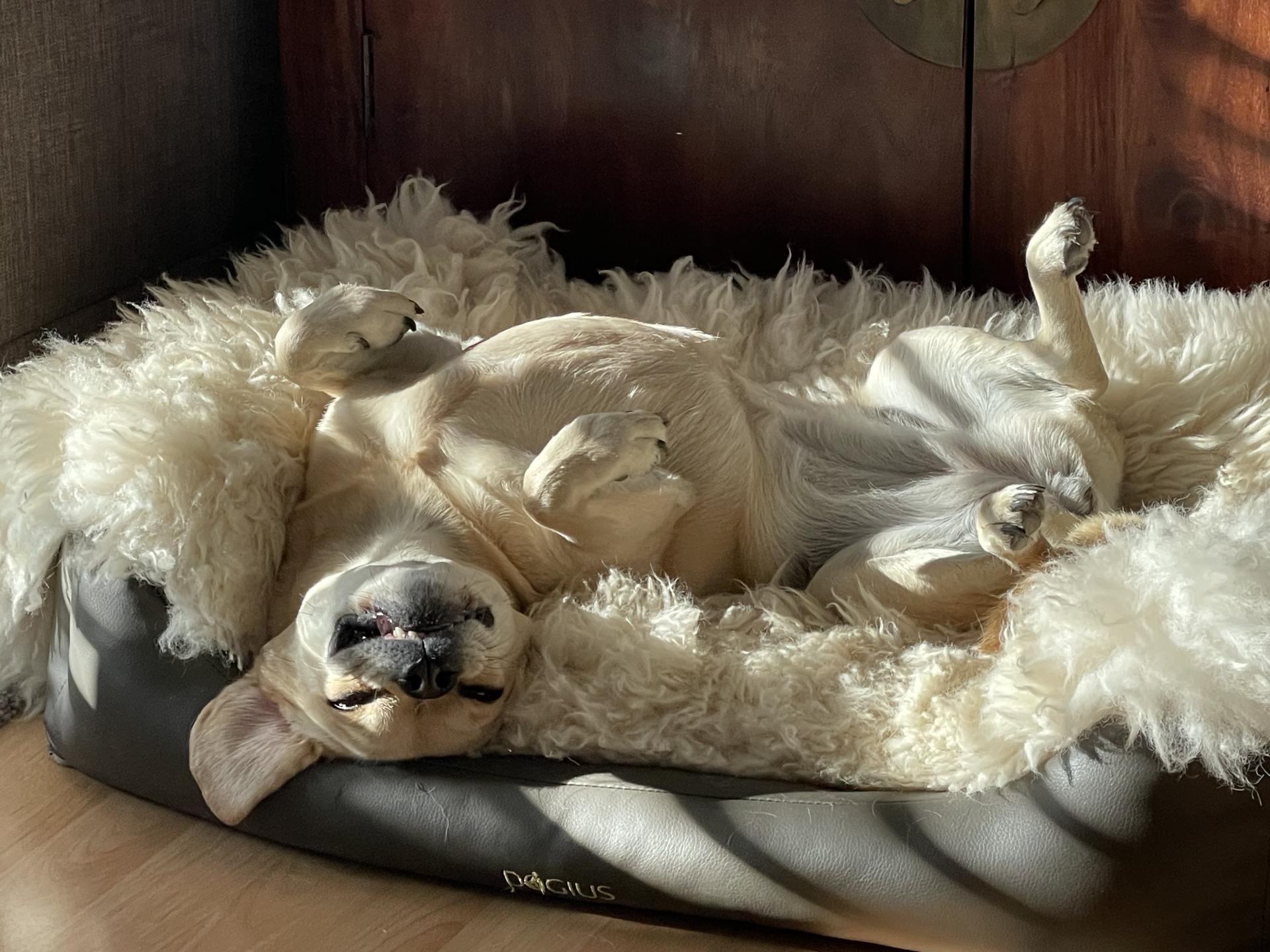 Ansicht 2 von Tierärztin Monika Bethke, Hunde-Darmcheck