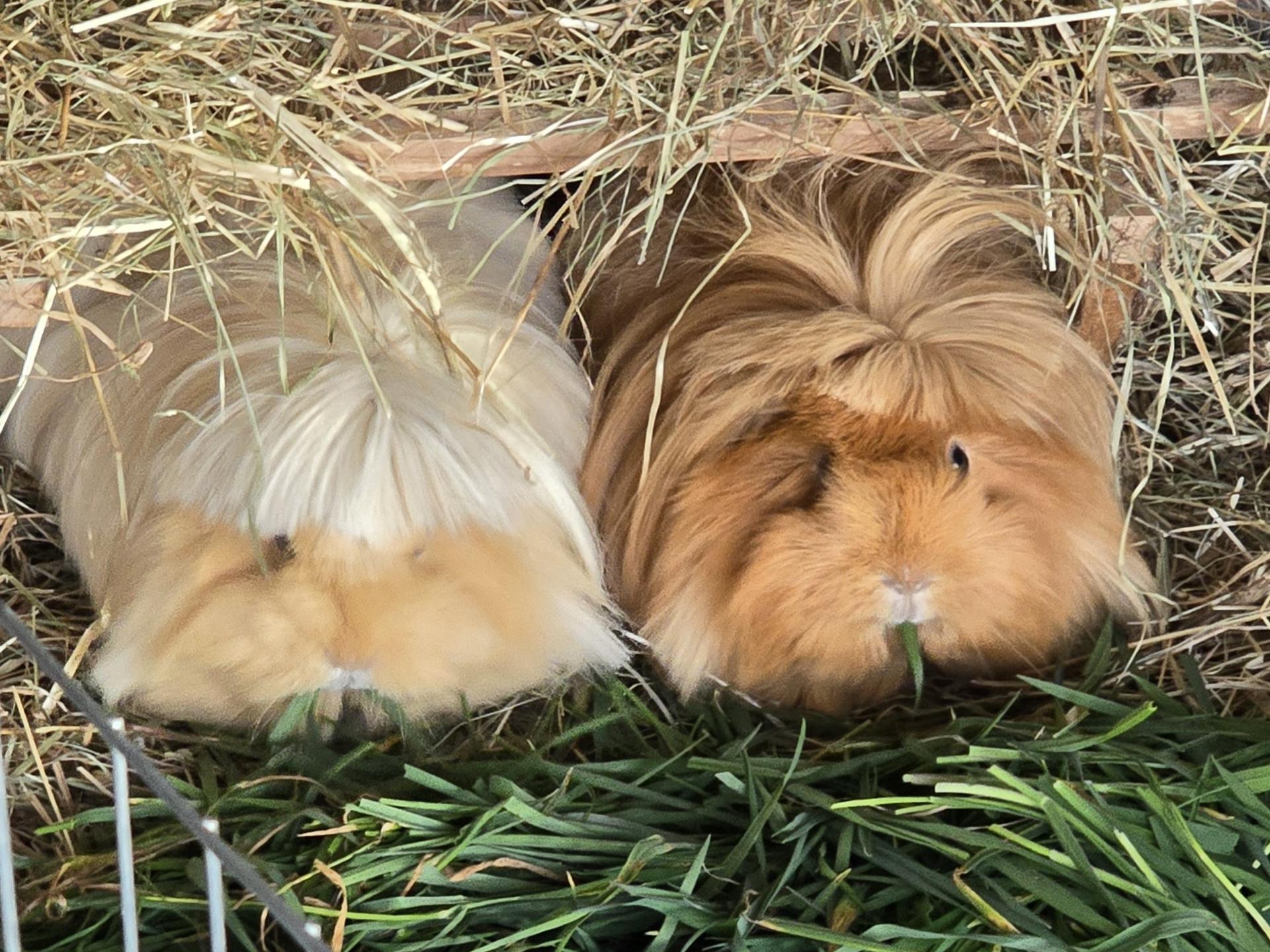 Ansicht 1 von Prakt. Tierärztin Dr. Doris Bennewitz-Becker