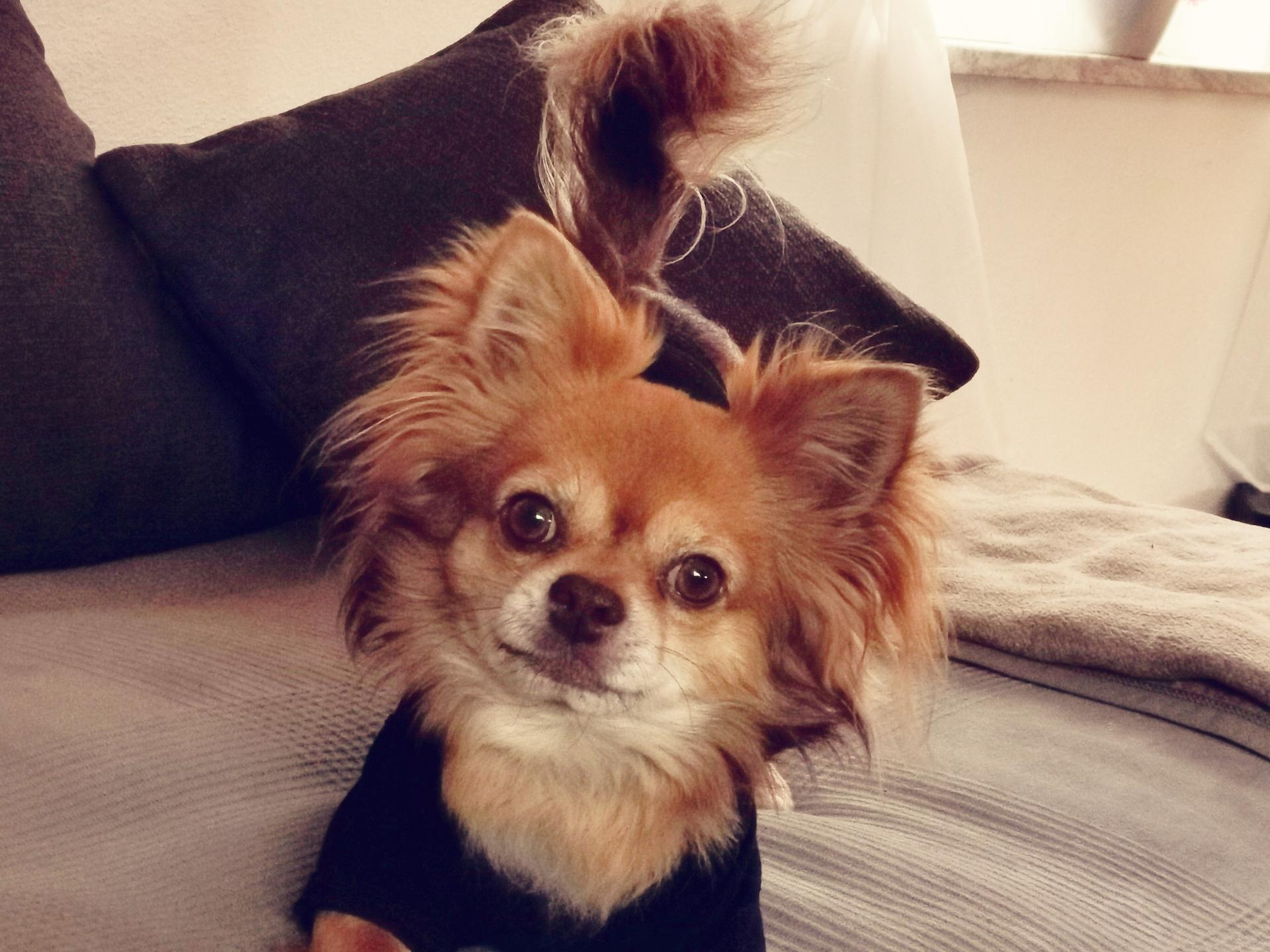 Ansicht 2 von Kleintierpraxis Dr. med. vet. Verena Kolb