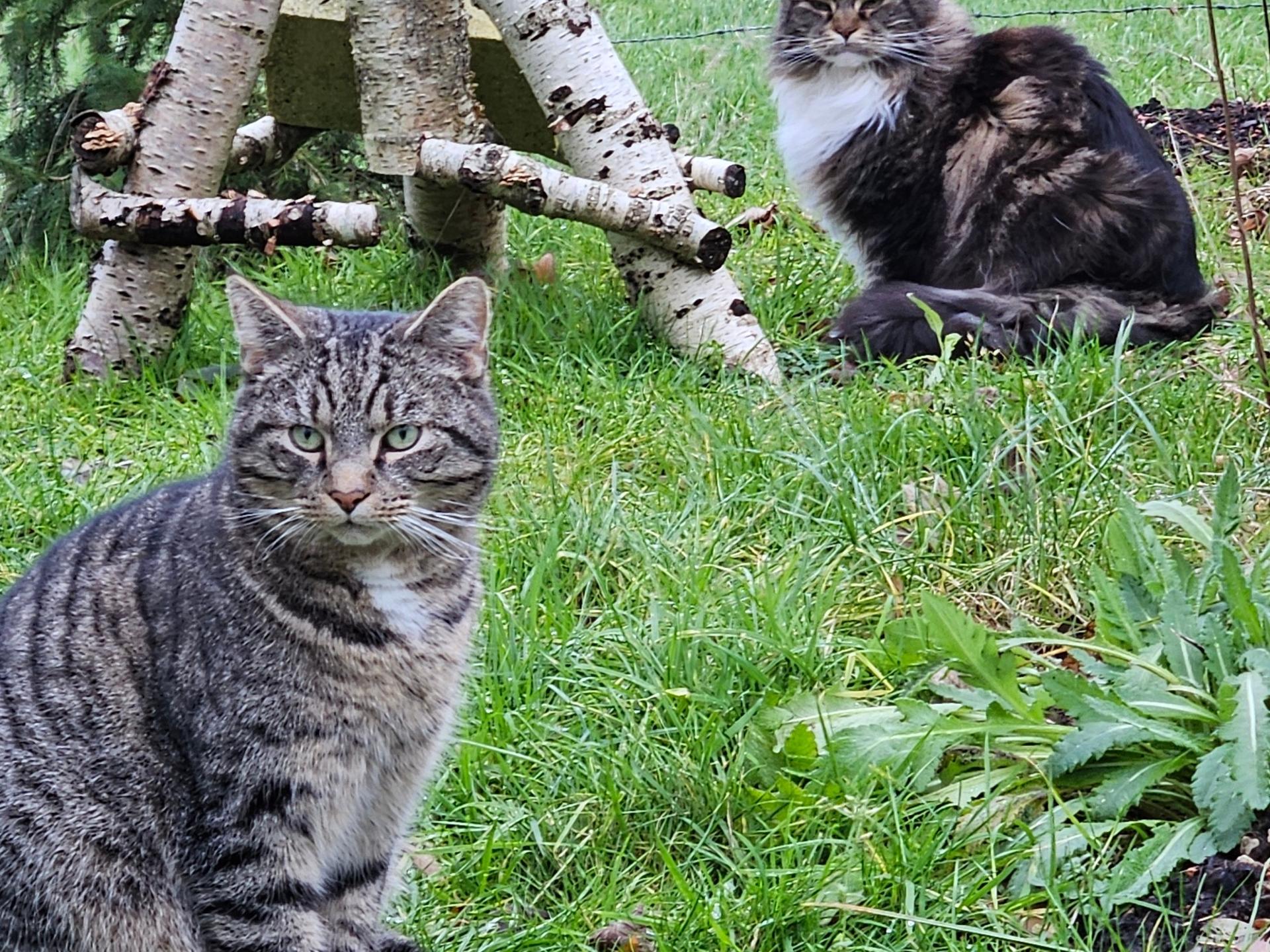 Ansicht 3 von Tierarztpraxis Burhafe / Middels