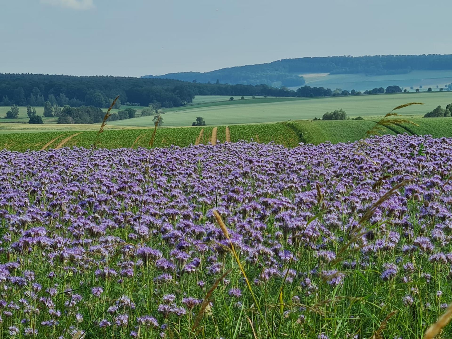 Ansicht 3 von Holle, Tierarztpraxis Sielaff