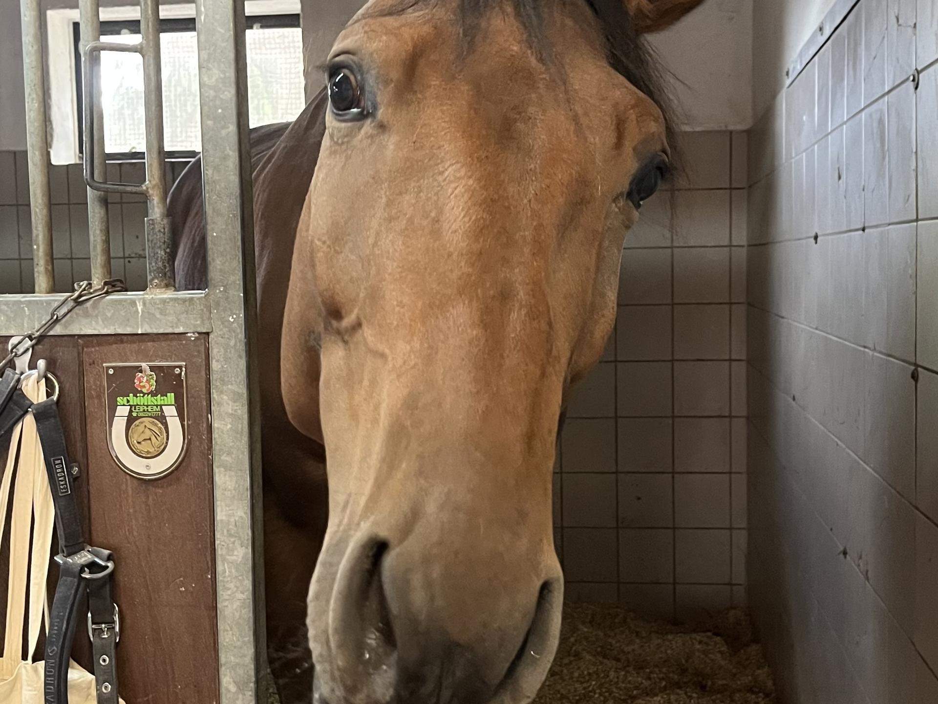 Ansicht 1 von Tierärztliche Klinik für Pferde Wolfesing