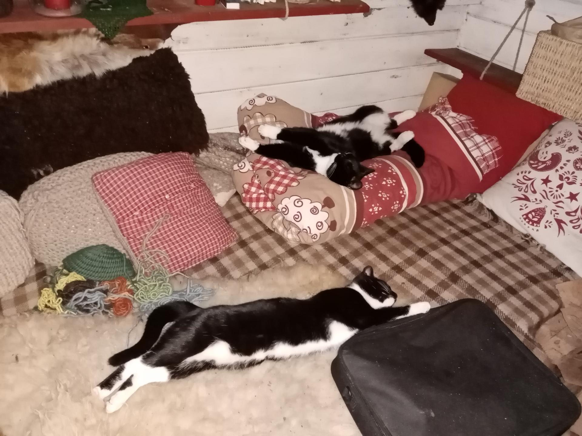 Ansicht 2 von Doris Lüßen Tierärztin
