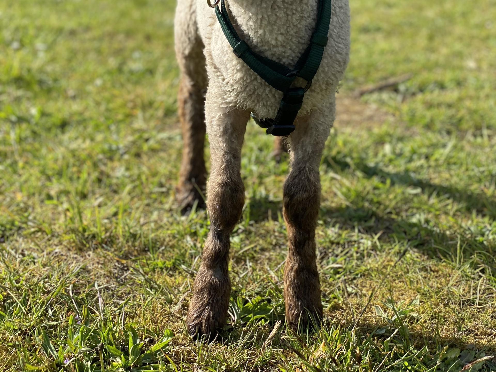 Ansicht 2 von Katja Harders-Harms Tierärztin