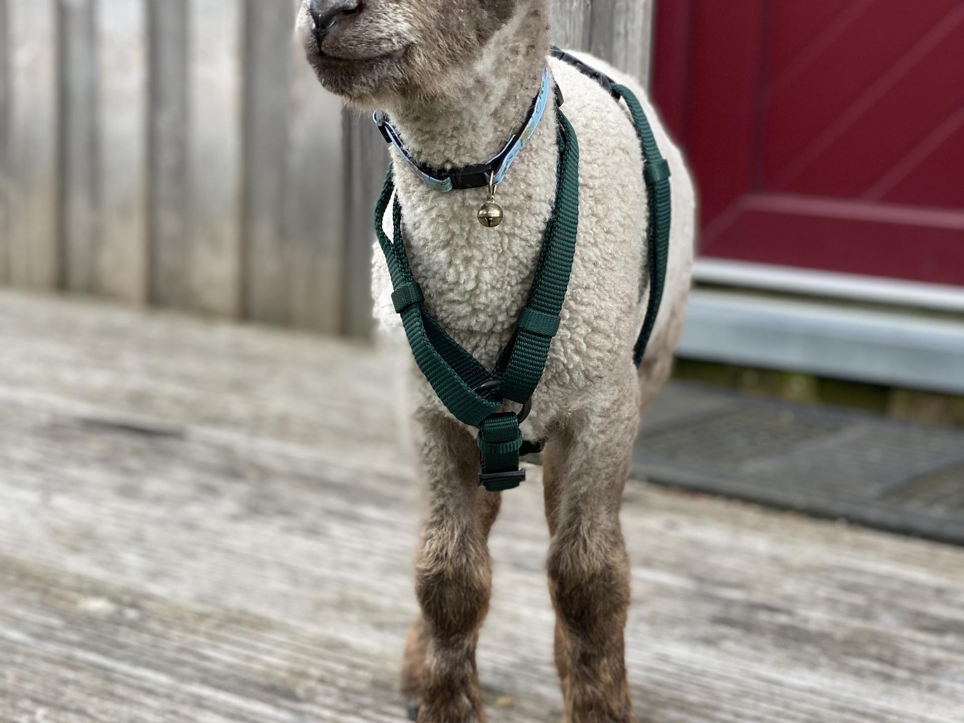 Ansicht 5 von Katja Harders-Harms Tierärztin
