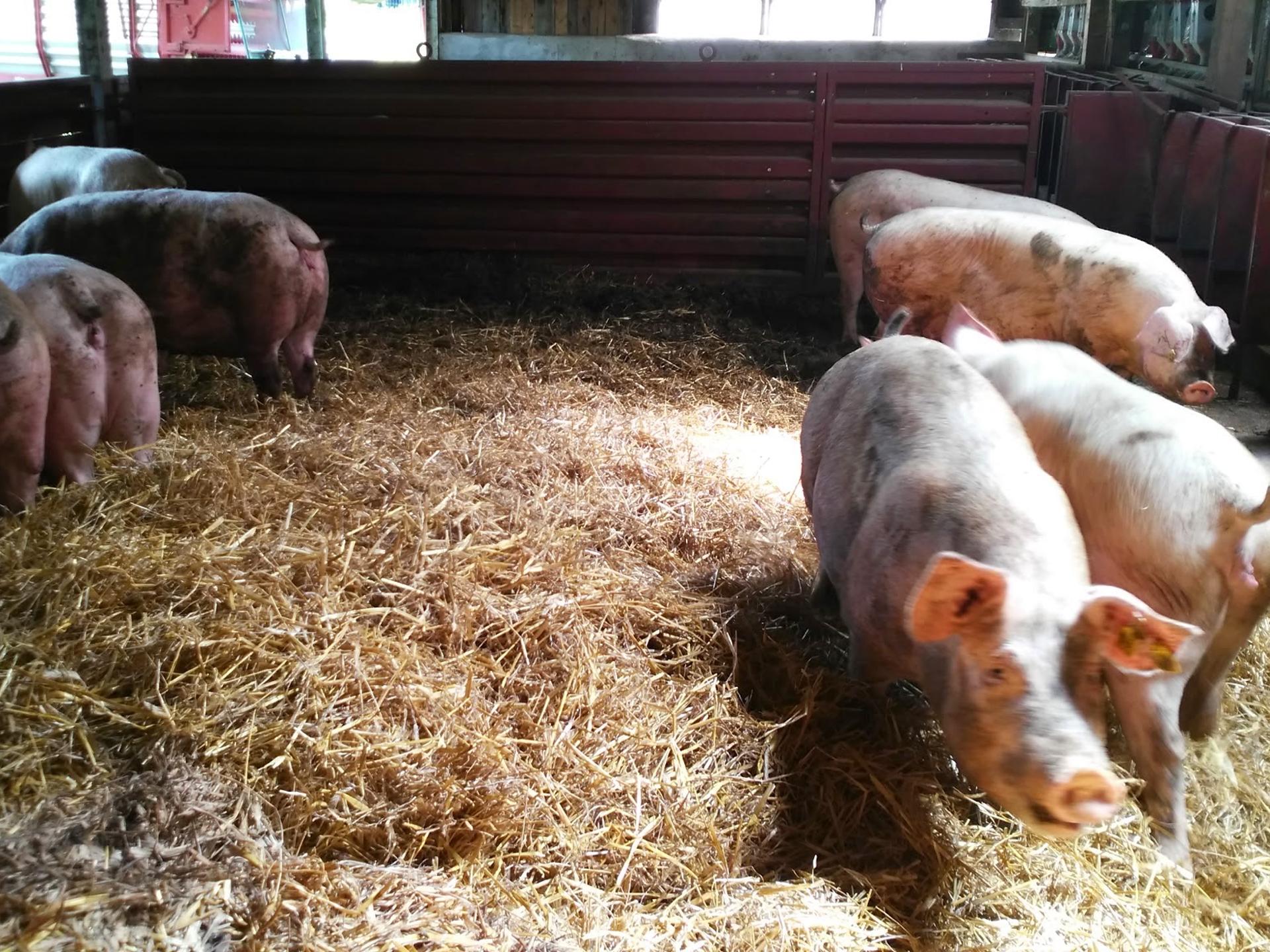 Ansicht 2 von Tierarztpraxis Martin Leidig (für Schweine und Rinder)
