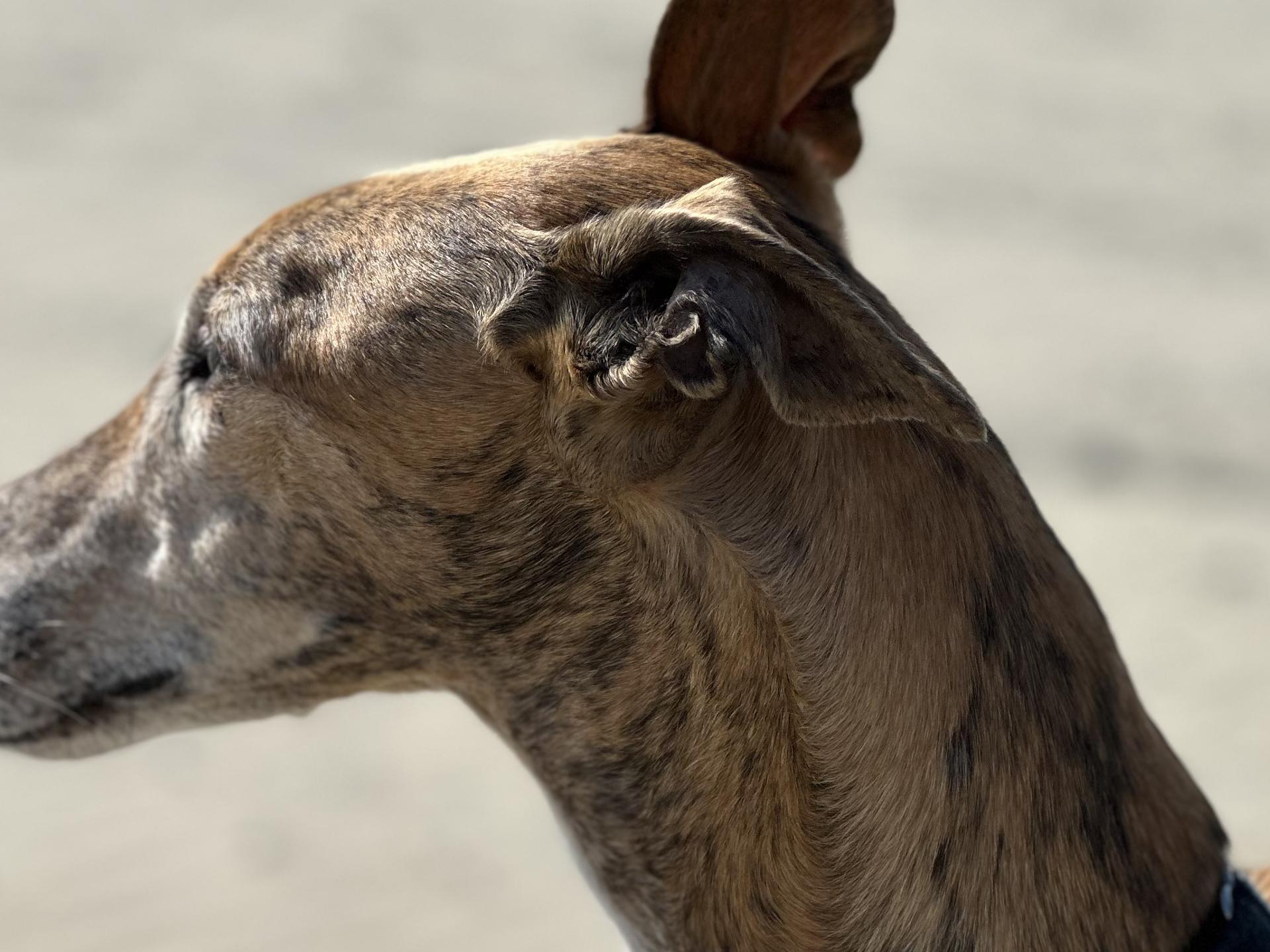 Ansicht 1 von Tierärztliche Praxis Jenny Blöbaum