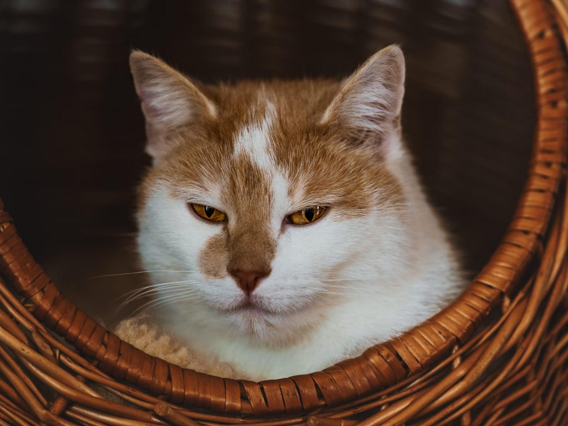 Ansicht 2 von Tierärztliche Praxis Jenny Blöbaum