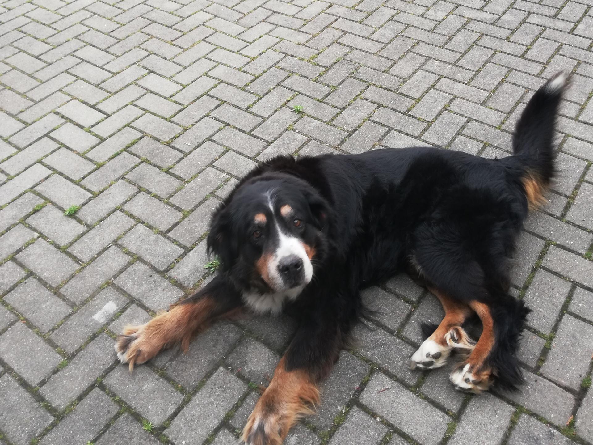 Ansicht 2 von Dr. med. vet. B. Eigendorf