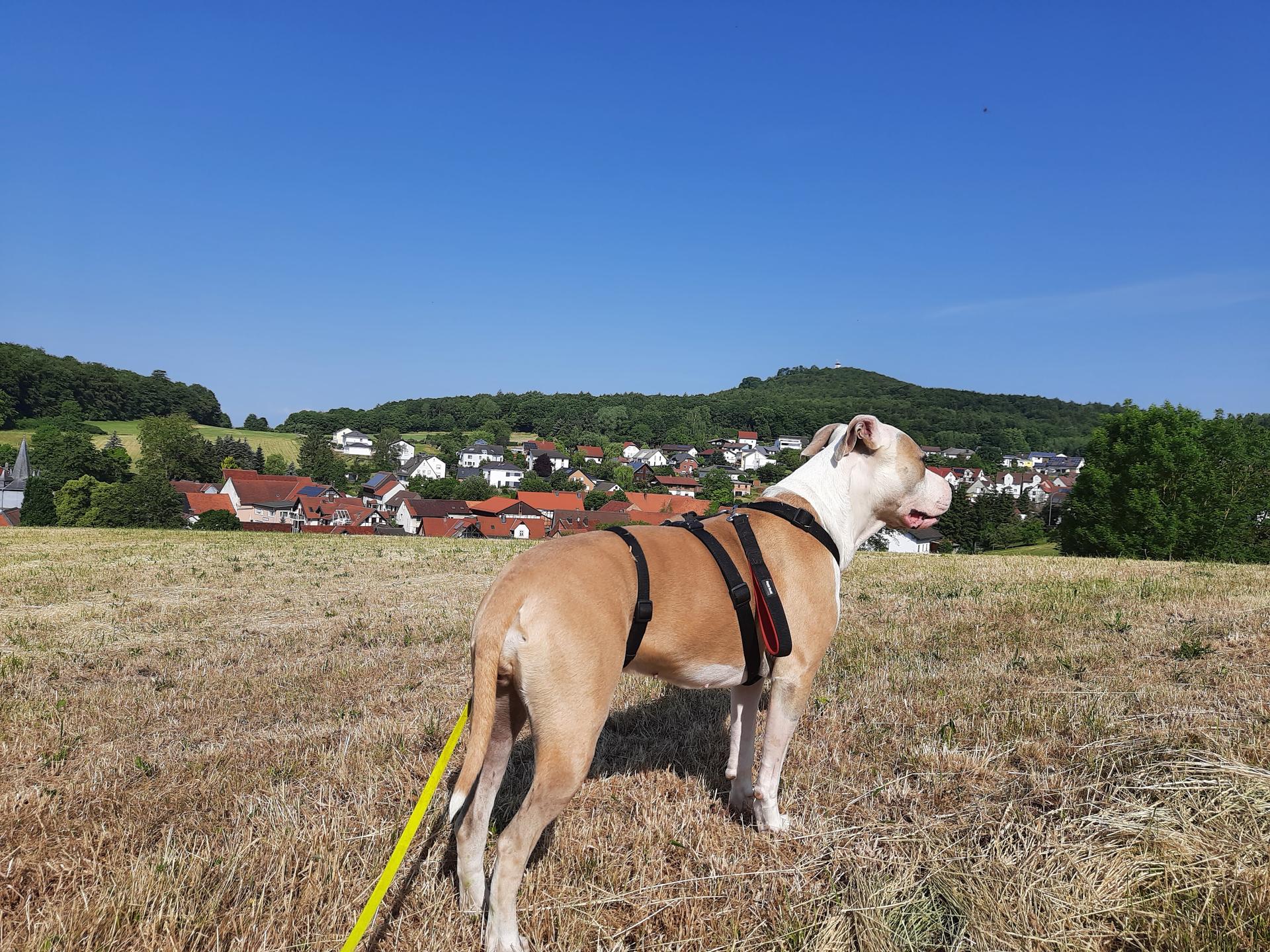 View 2 of Praxis - Sonne für Tiere