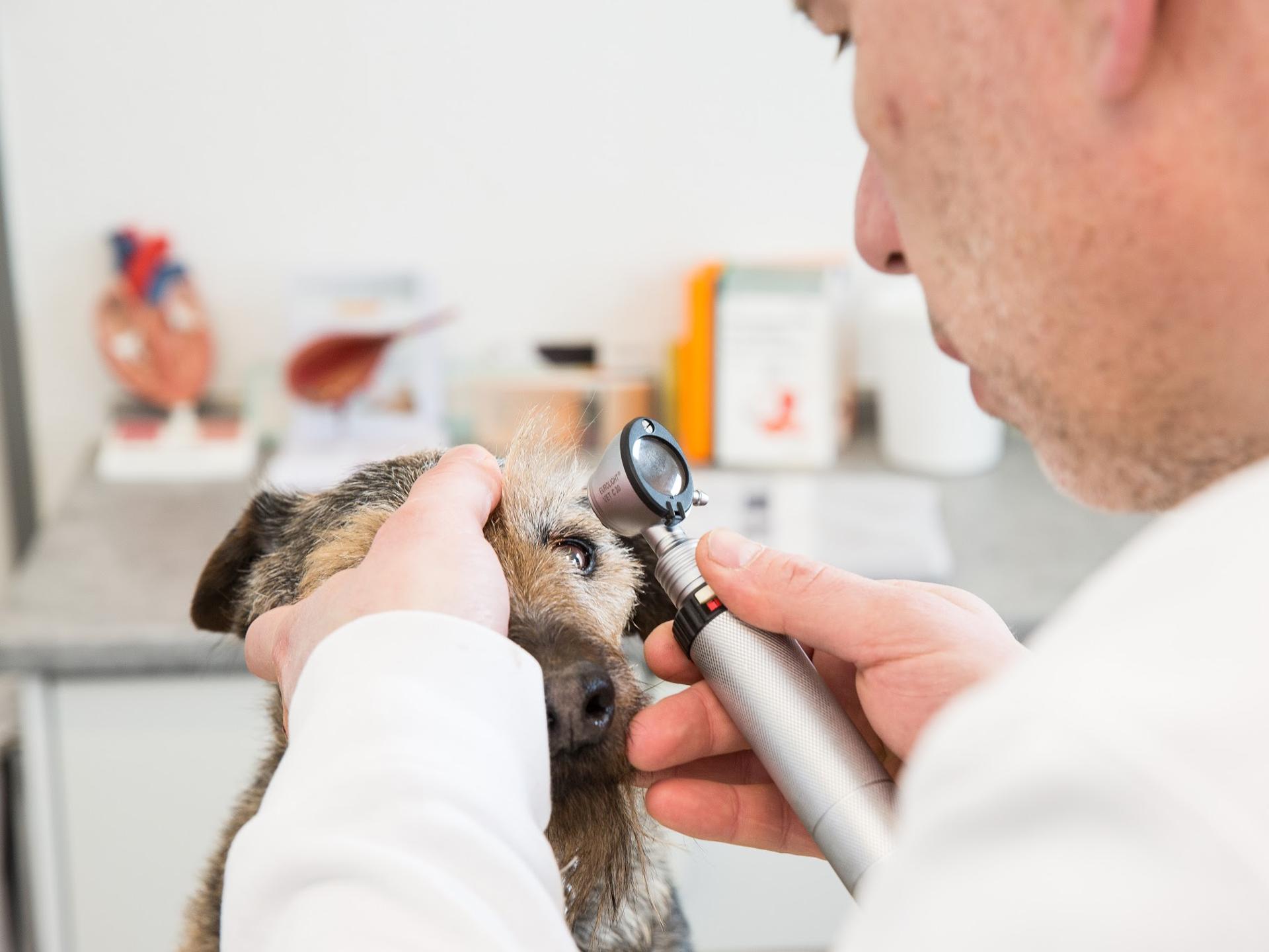 Ansicht 1 von Tierärztliche Gemeinschaftspraxis Artland