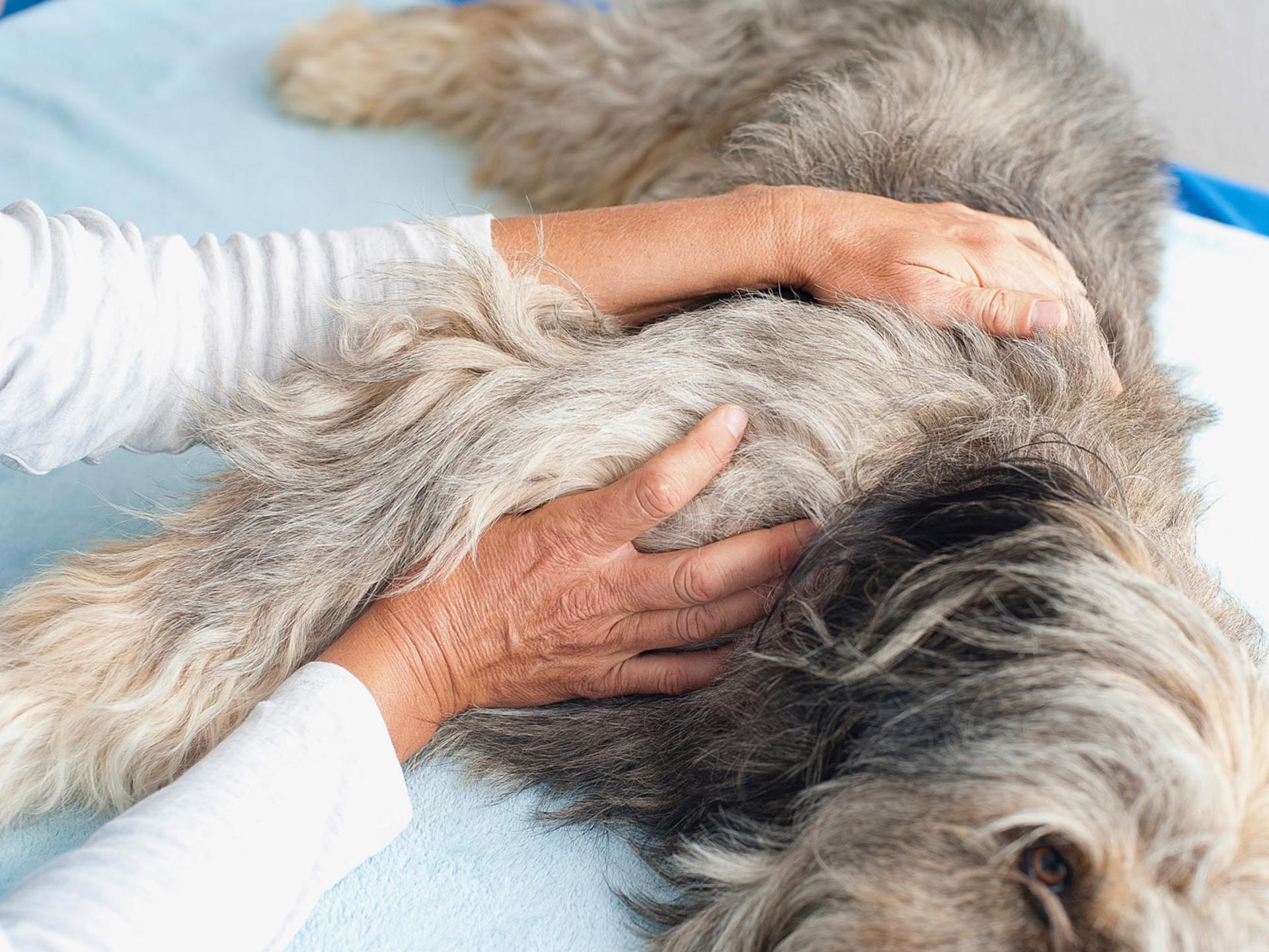 Ansicht 3 von Tierarztpraxis für Physiotherapie, Dr. med. vet. Ulrike Neff