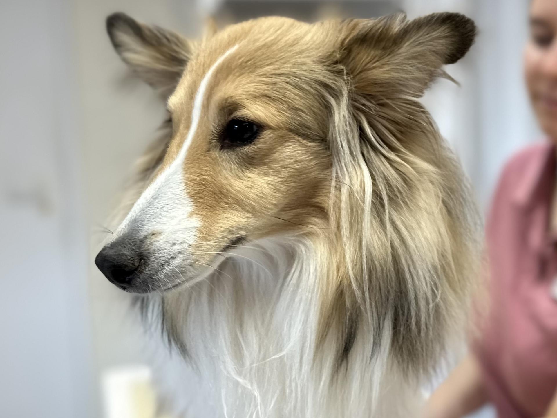 Ansicht 1 von Dr.med.vet. Petra Geisser Tierärztin