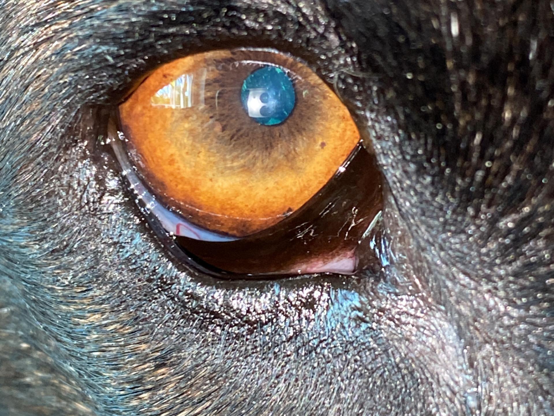 Ansicht 2 von Dr.med.vet. Petra Geisser Tierärztin