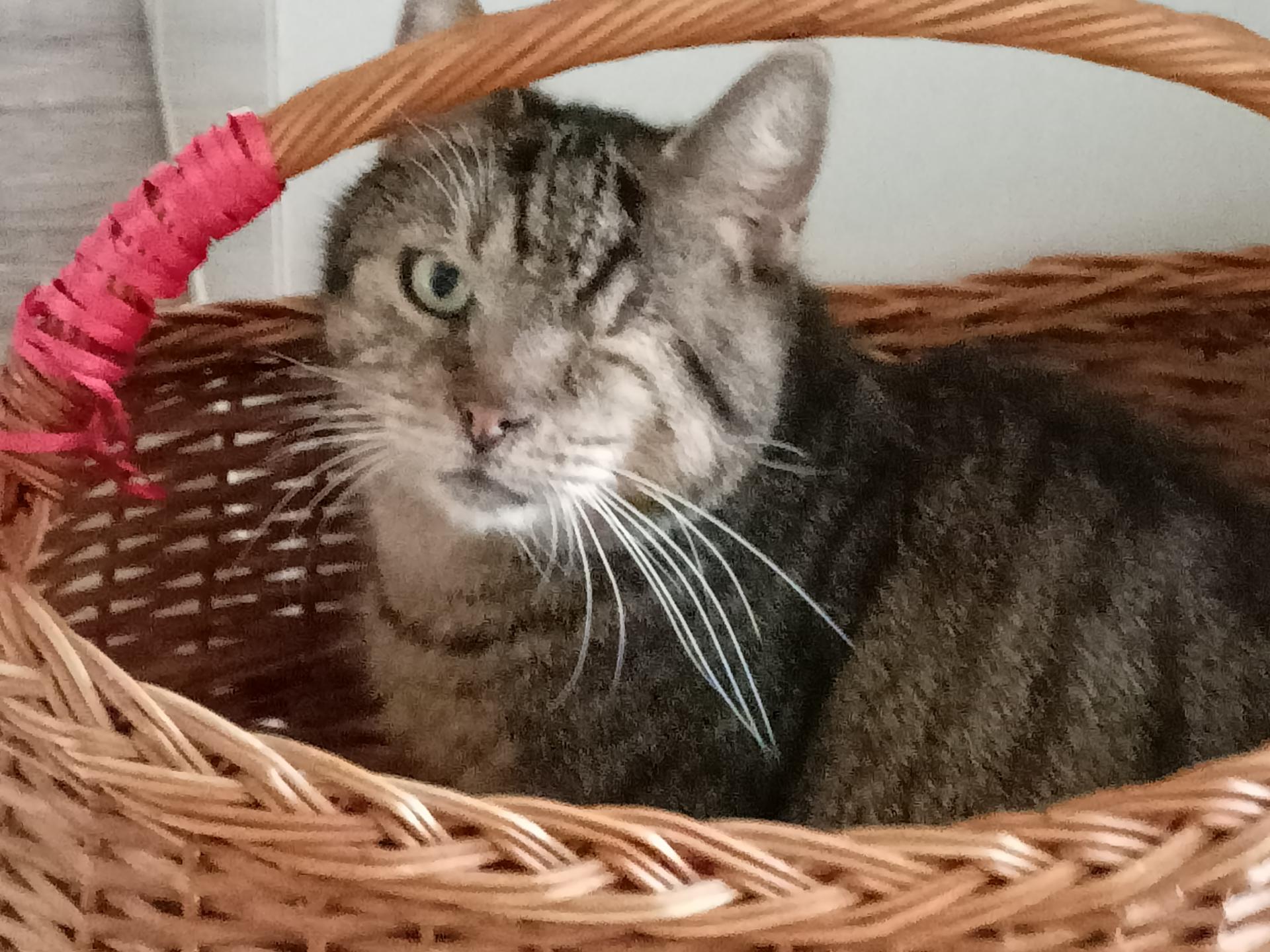 Ansicht 3 von Marlis Tappe Tierärztin