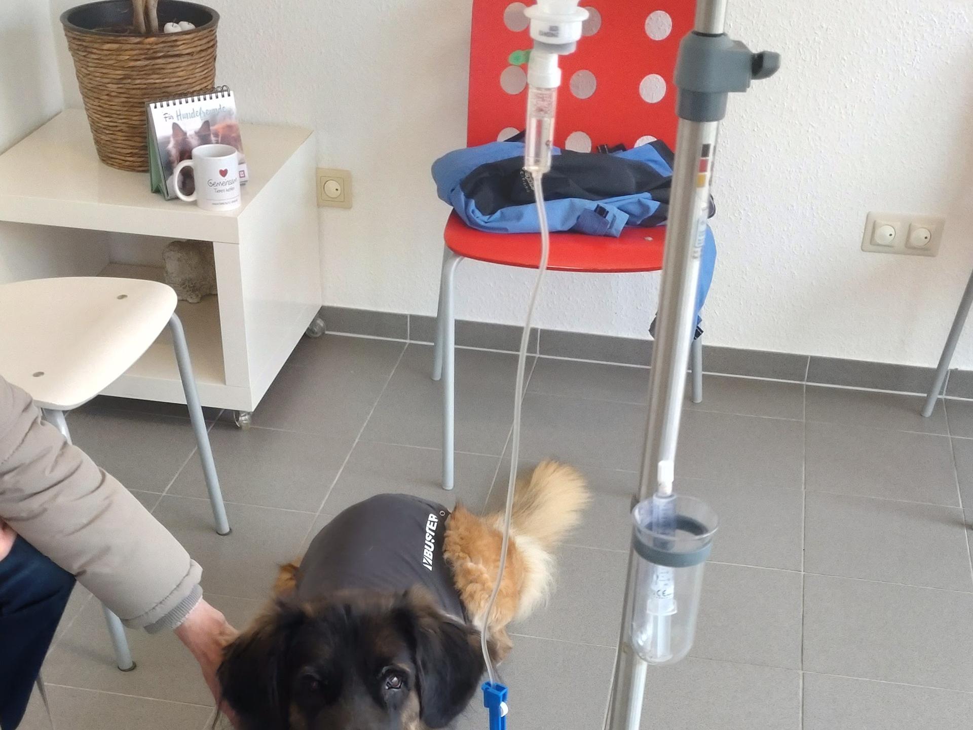 Ansicht 1 von Tierarzt Nadja Plum